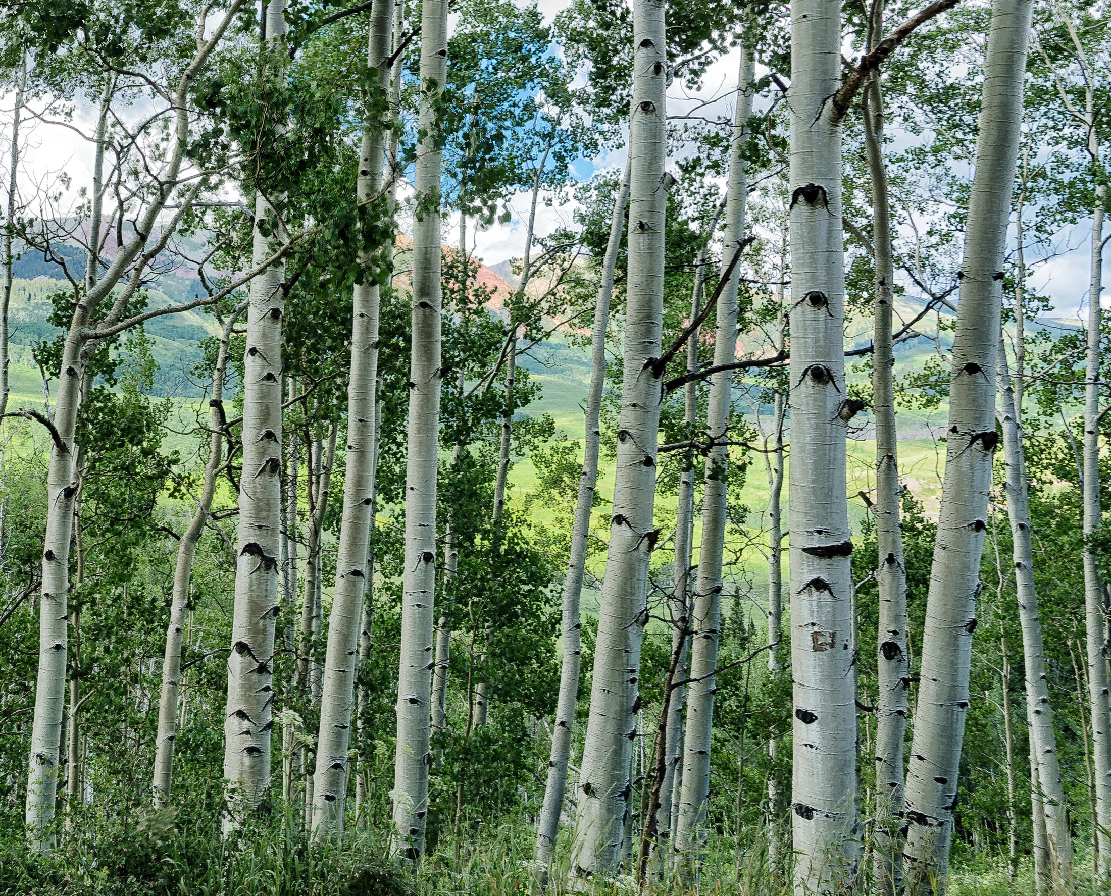 Aspen trees with mountains in the background HD Wallpaper