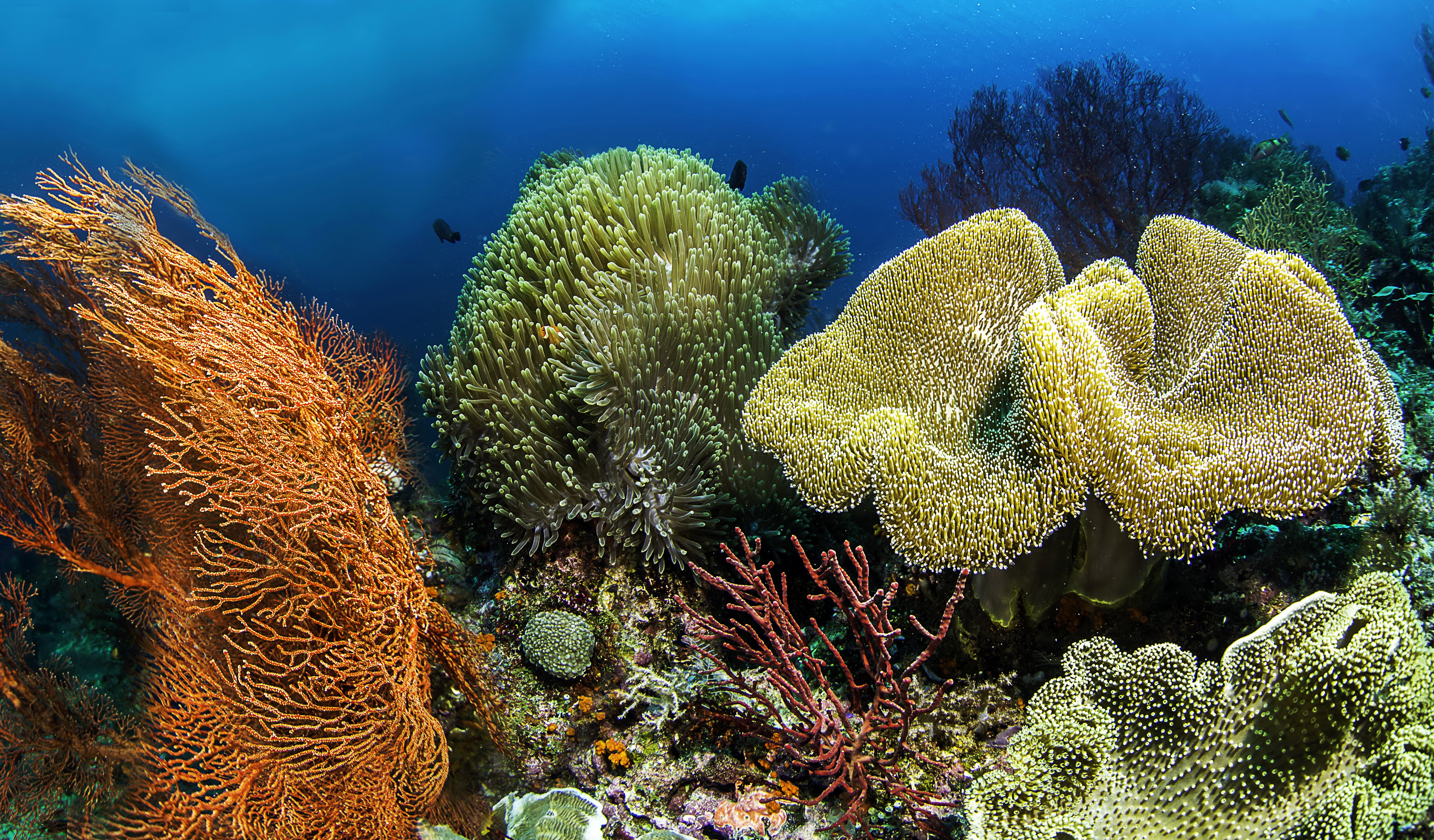Underwater world with corals and sea anemones HD Wallpaper
