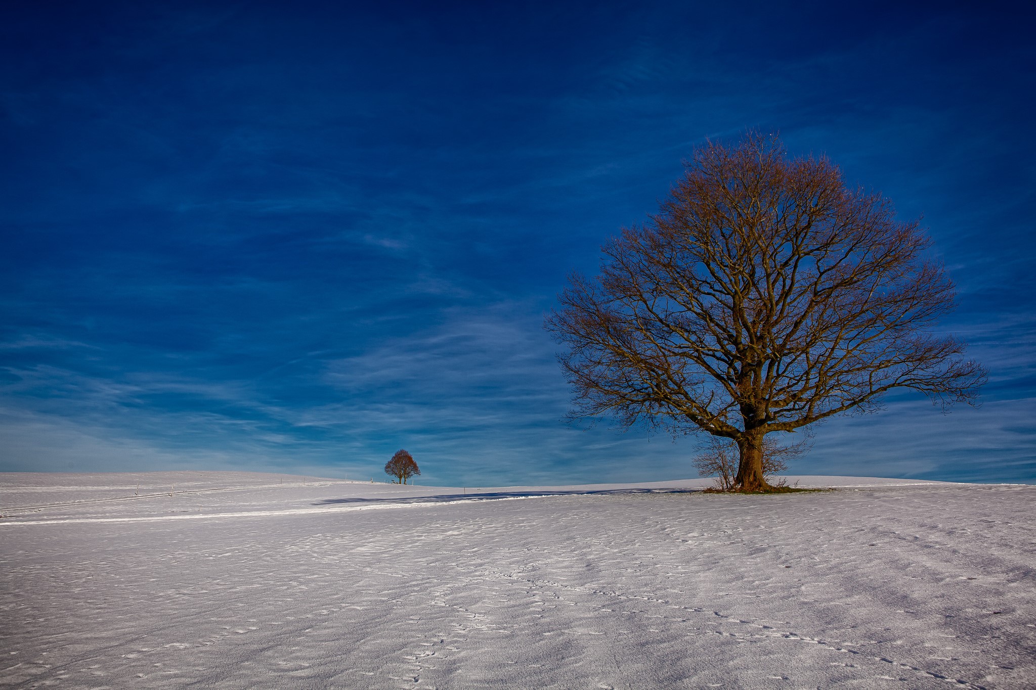 Two bare trees in a snowy field under a blue sky HD Wallpaper