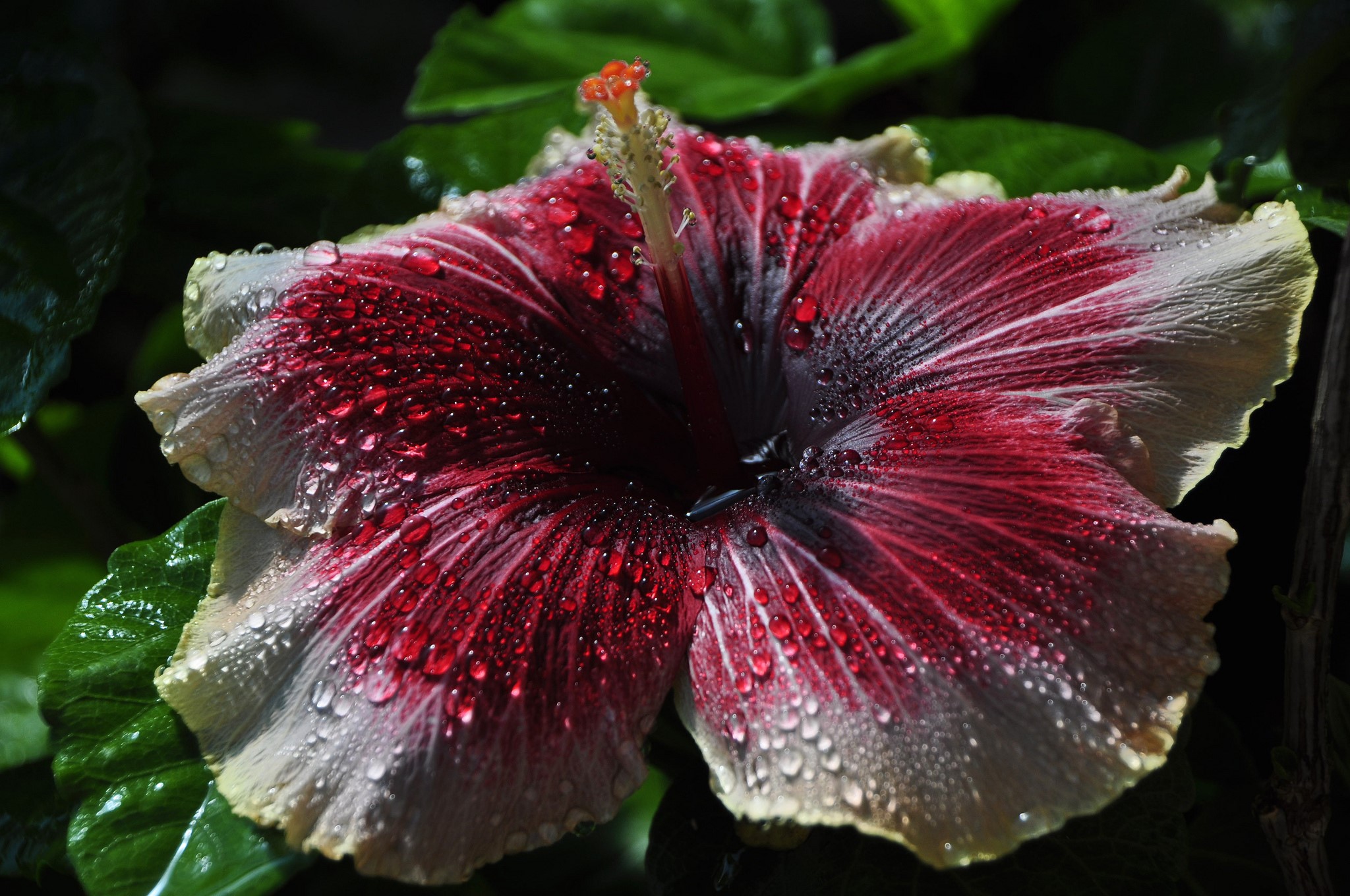Close-up of a red and white hibiscus flower with water drops HD Wallpaper