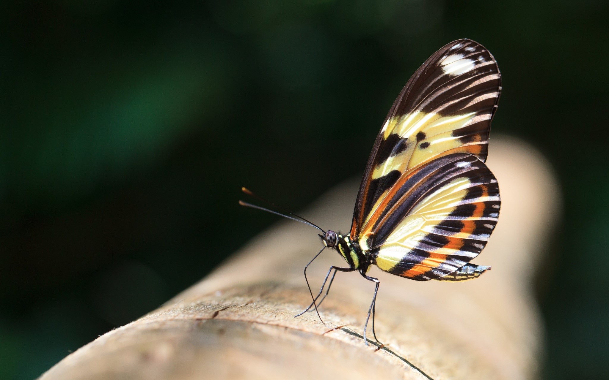 Butterfly perched on a wooden surface HD Wallpaper