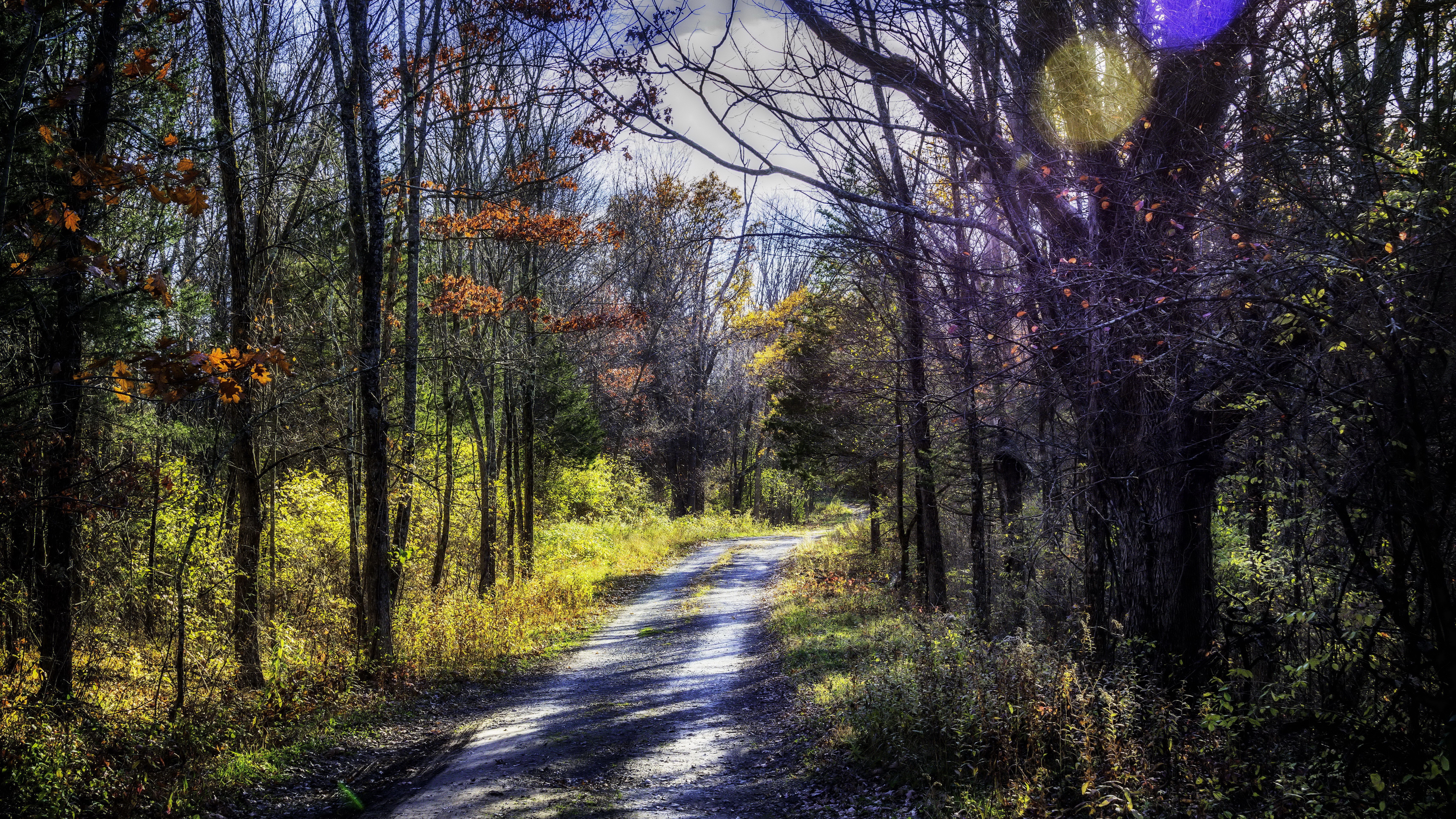 Autumn forest road with sunlight HD Wallpaper