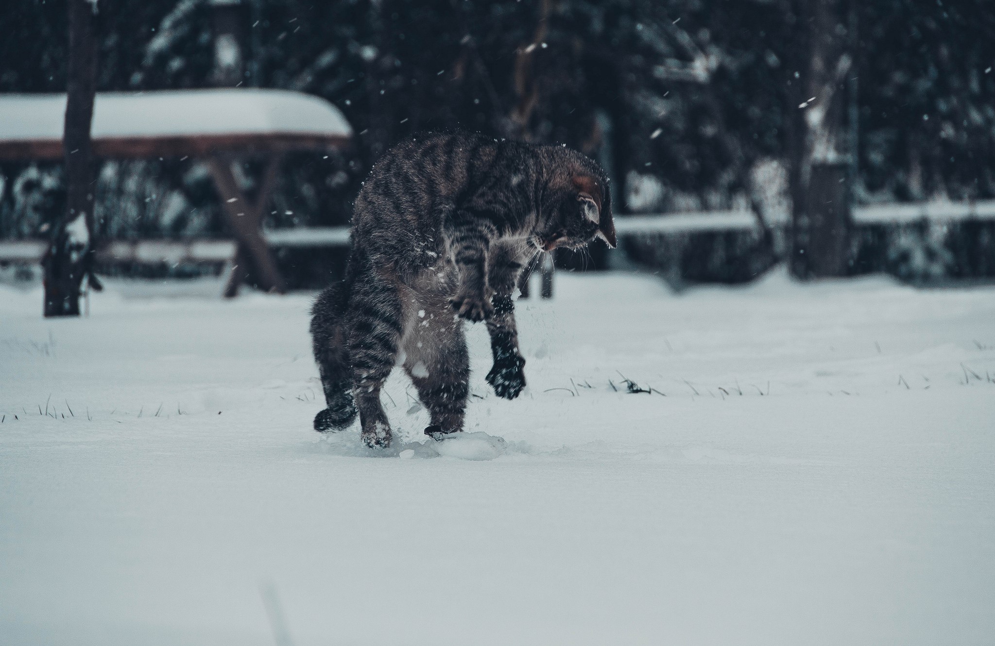 A tabby cat jumps in the snow during winter HD Wallpaper