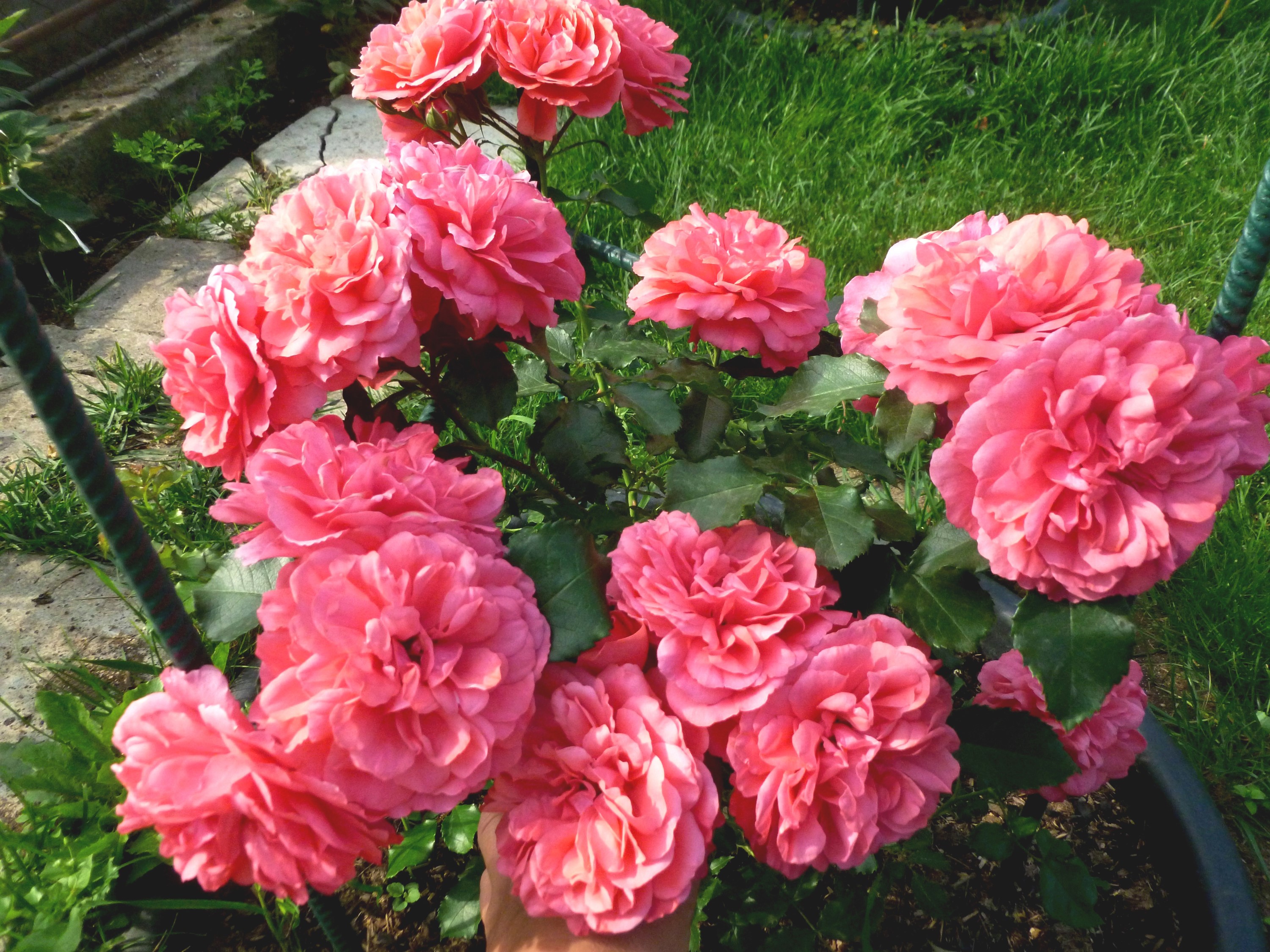 Pink Roses in a Garden HD Wallpaper