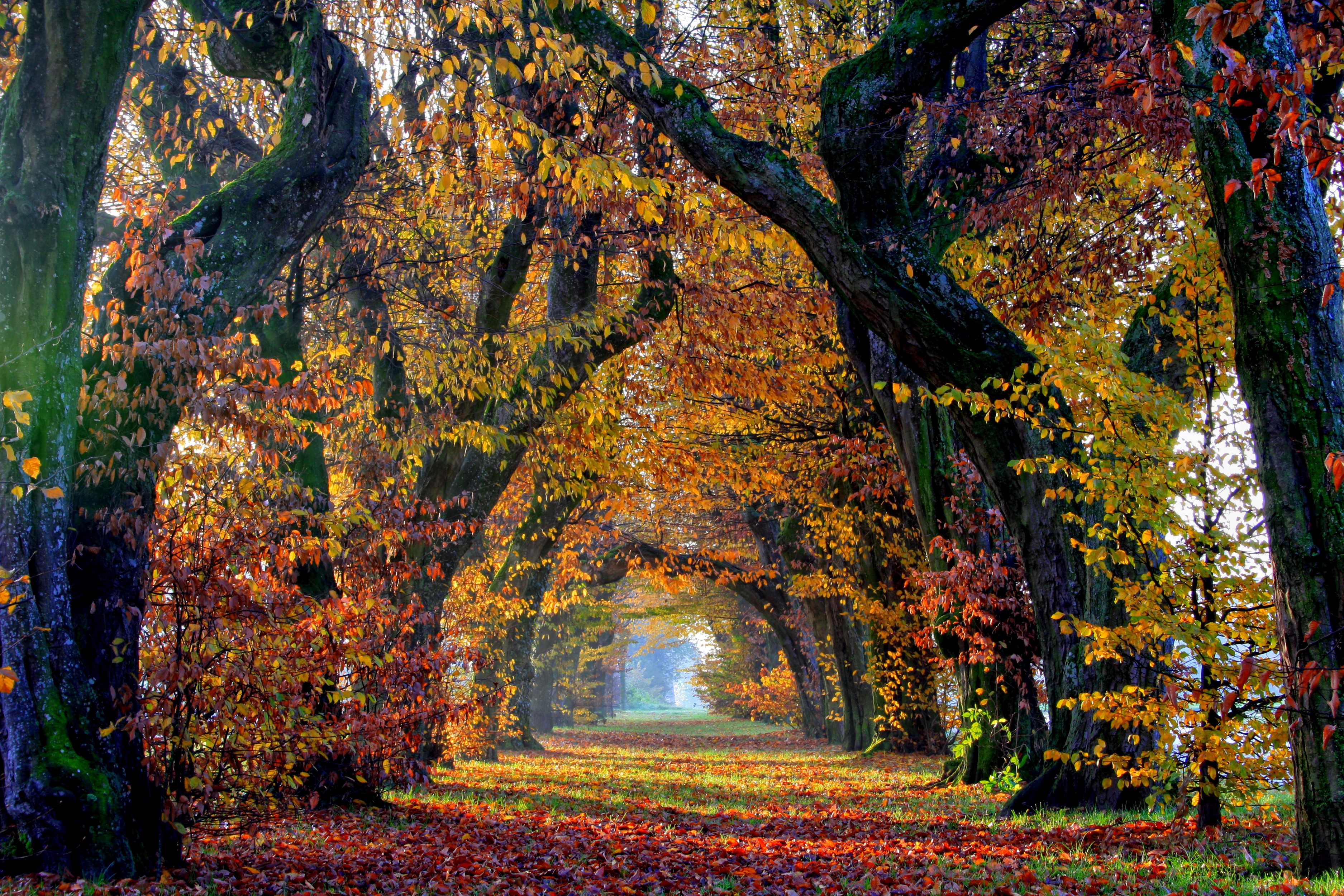 Autumn tree avenue with fallen leaves HD Wallpaper