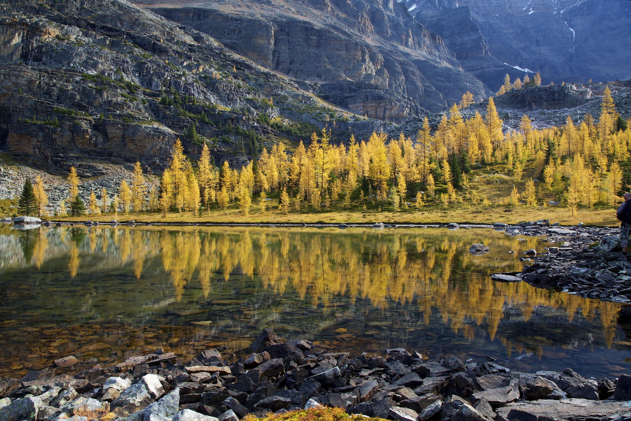 Autumn Larches Reflecting in a Mountain Lake HD Wallpaper
