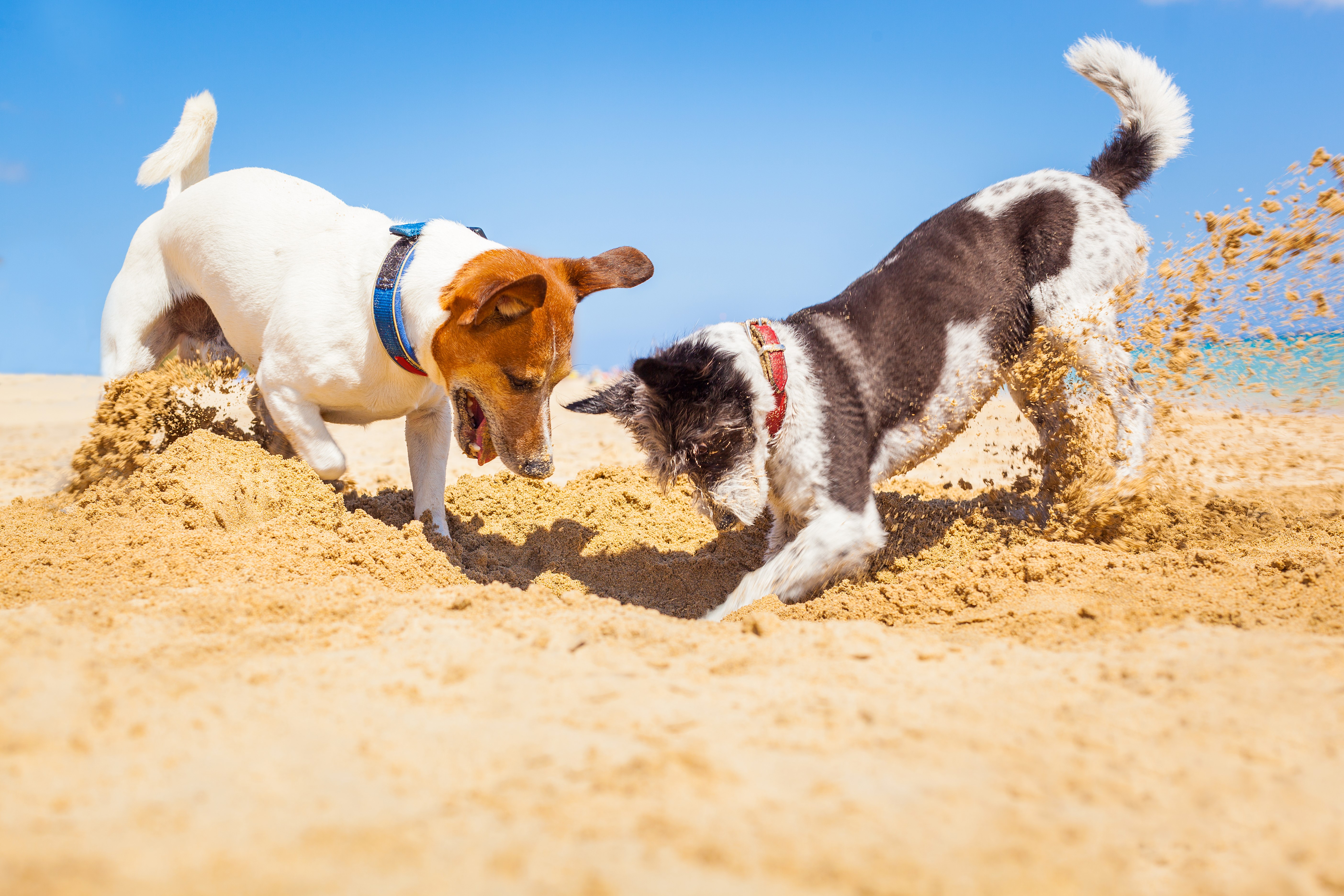 Two dogs digging in the sand on a beach HD Wallpaper