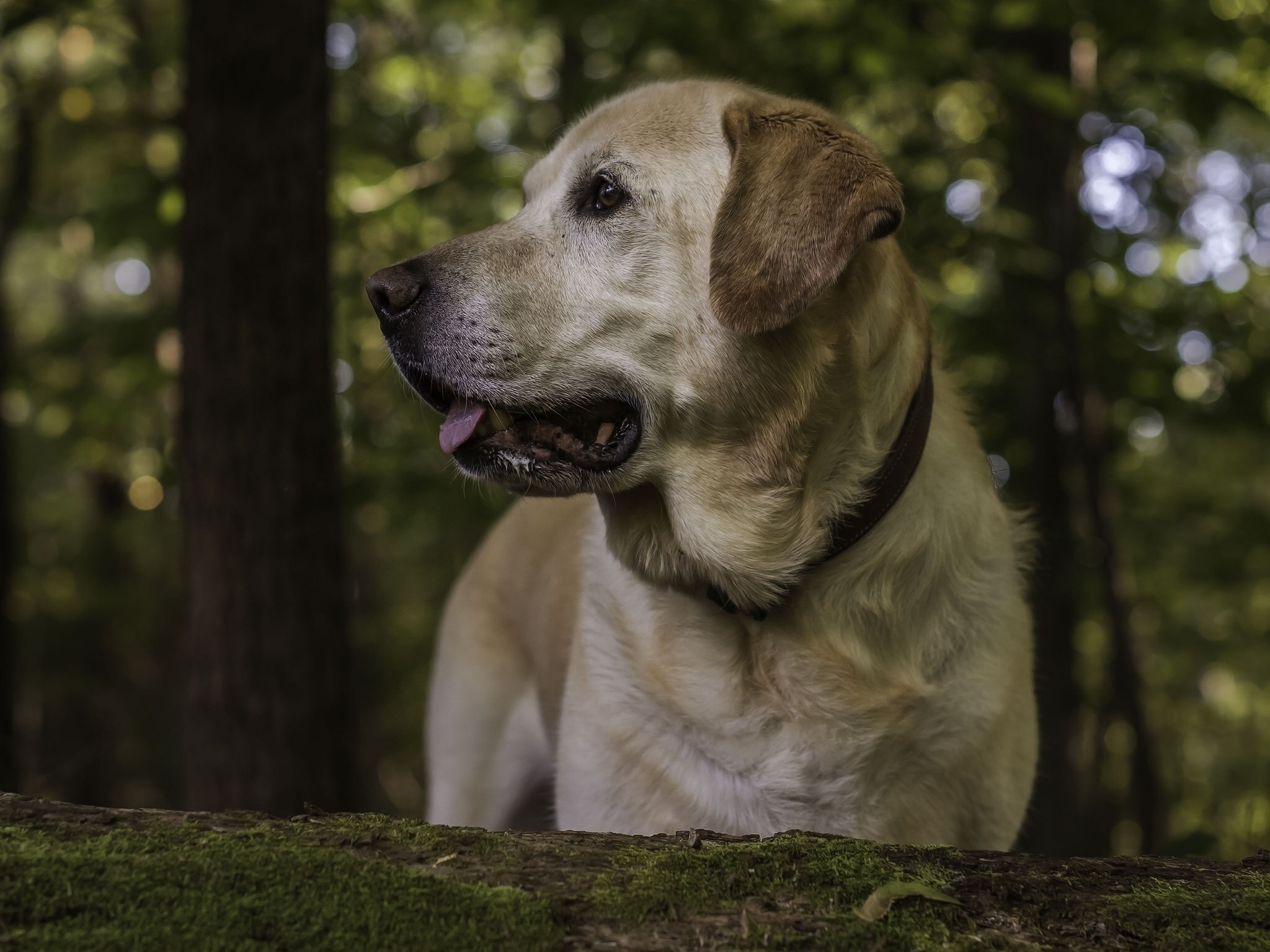 Yellow Labrador Retriever dog in a forest HD Wallpaper