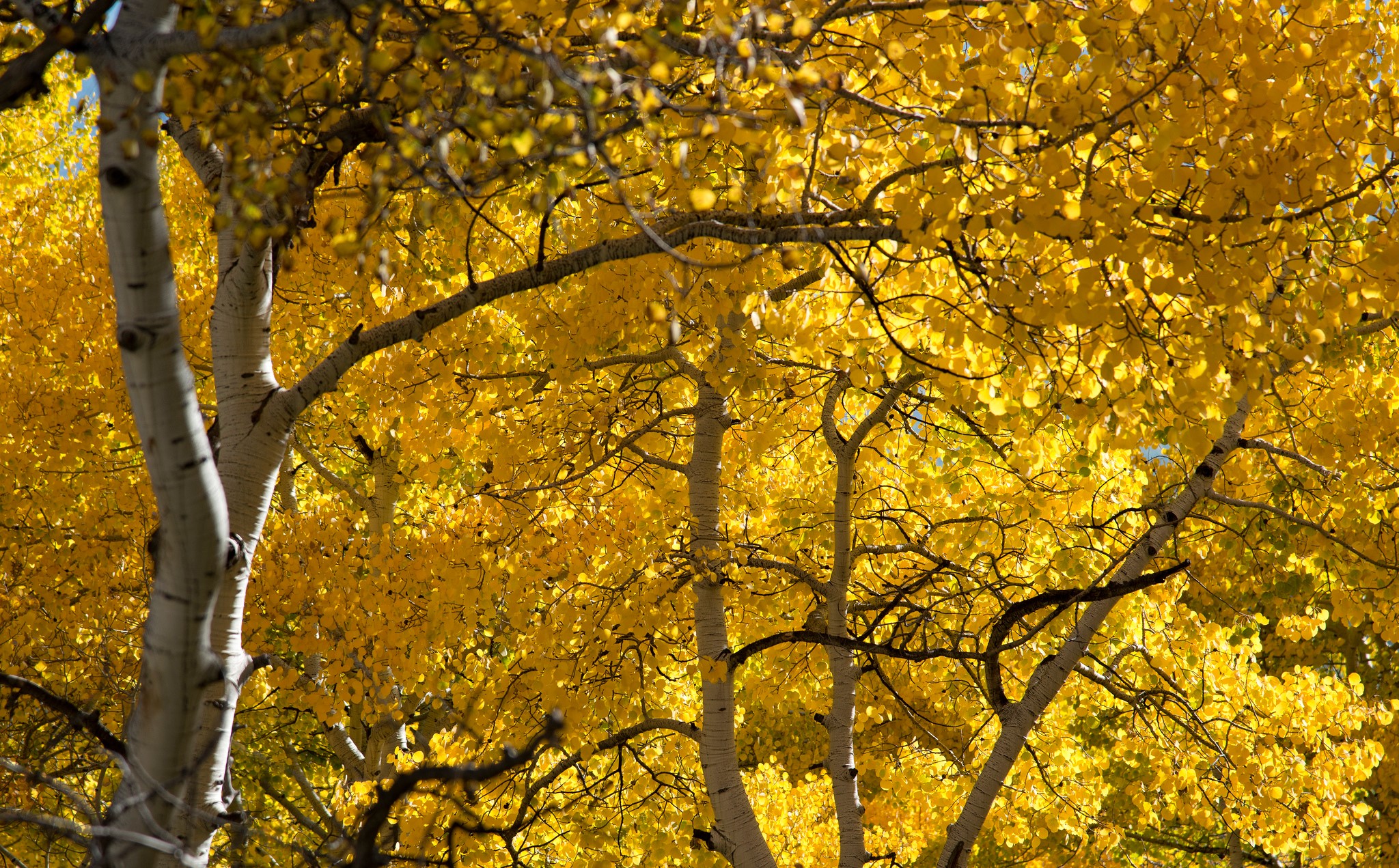 Aspen trees with bright yellow autumn leaves HD Wallpaper