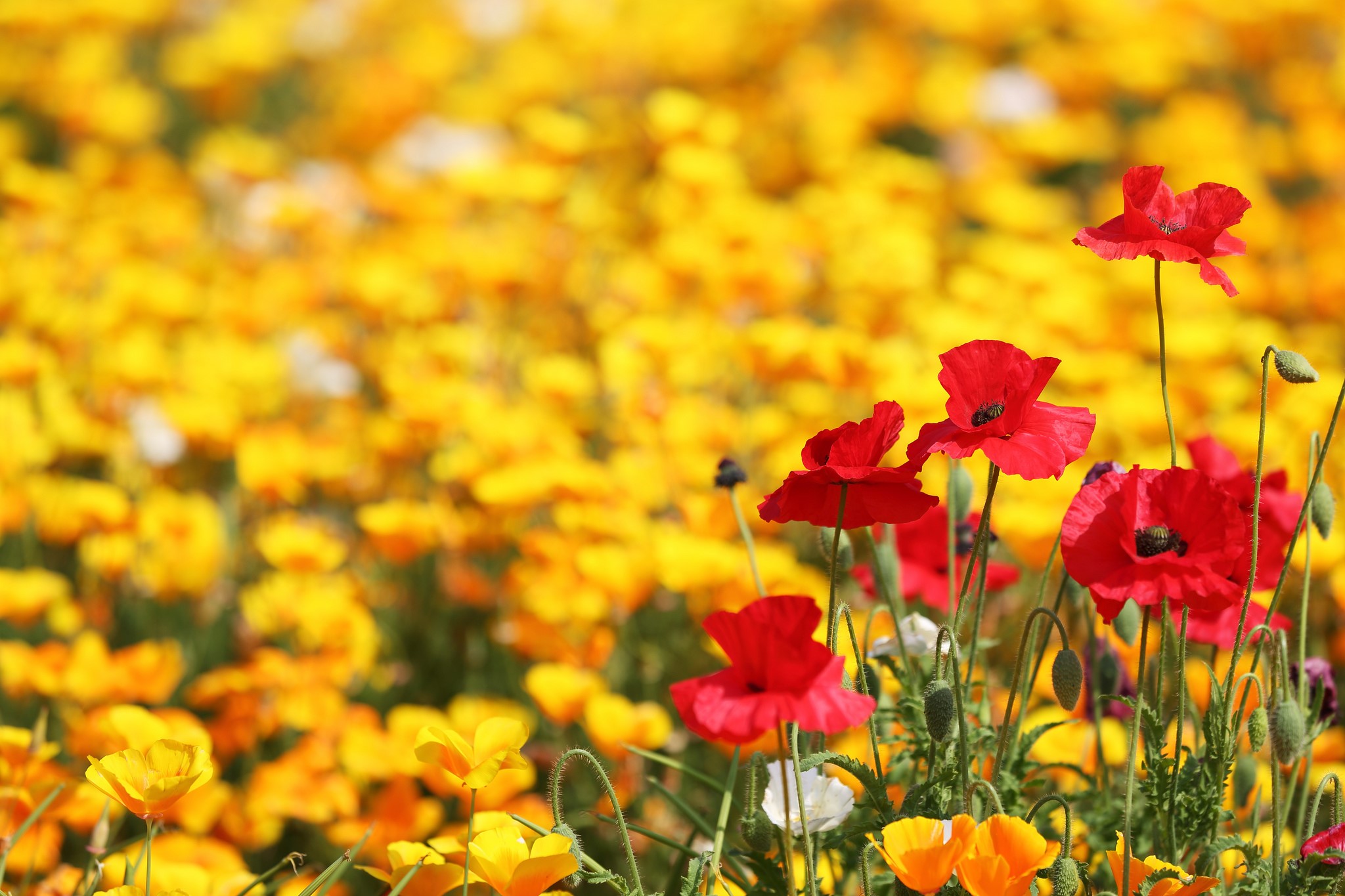 Field of Red and Yellow Poppies HD Wallpaper