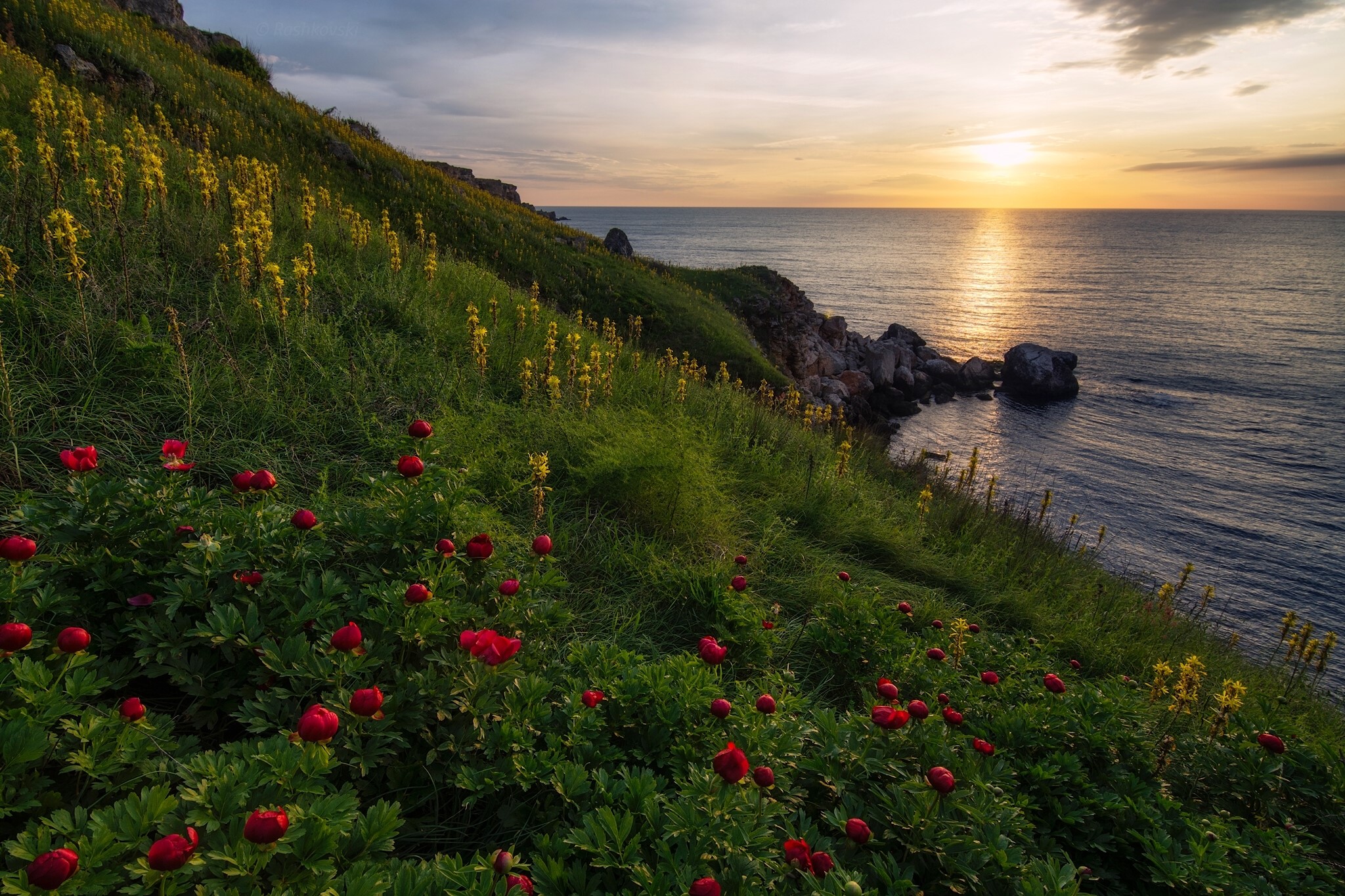 Red peonies and yellow flowers on a grassy cliff overlooking the Black Sea at sunset HD Wallpaper