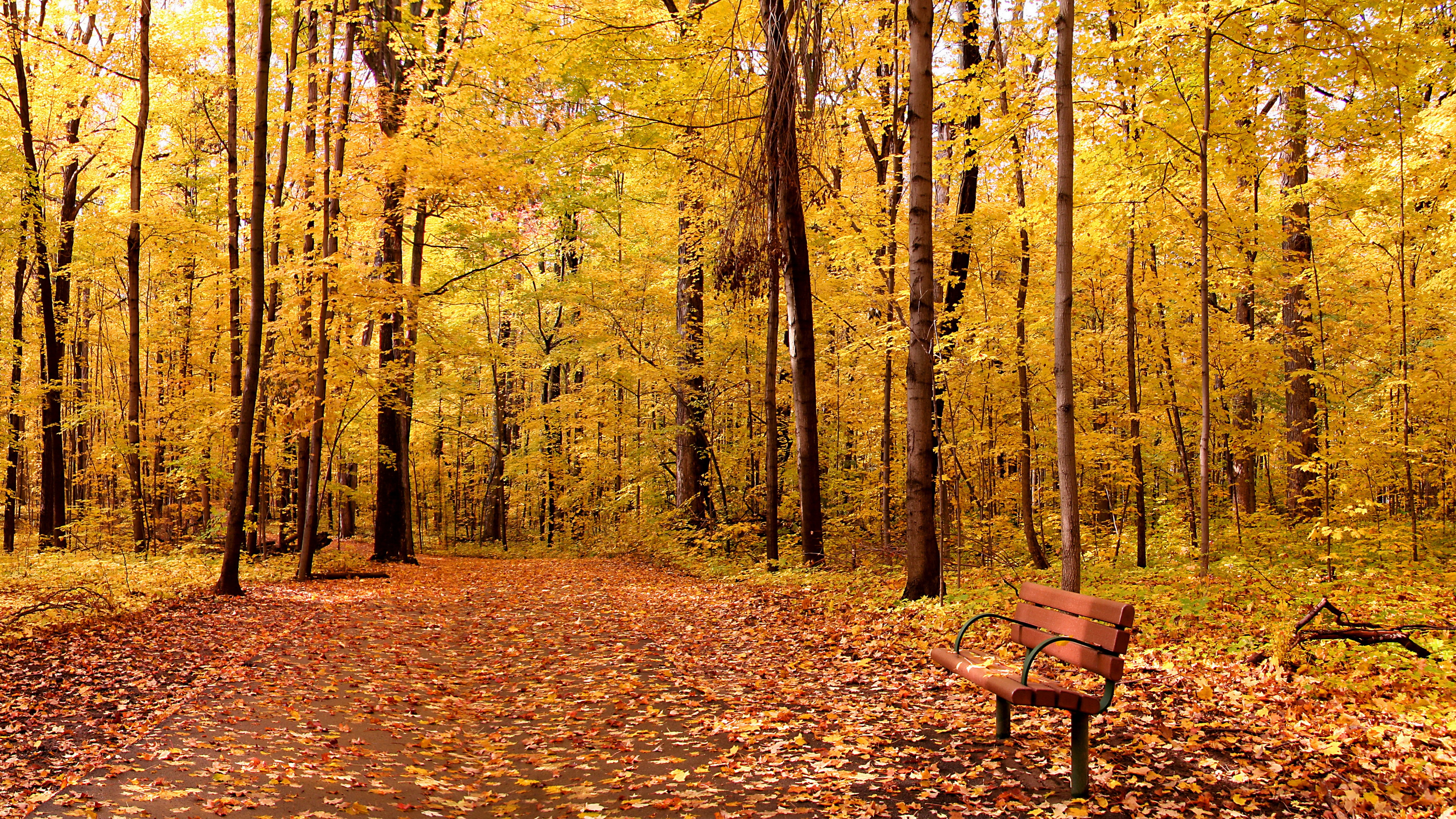 Autumn forest path with a bench and fallen leaves HD Wallpaper