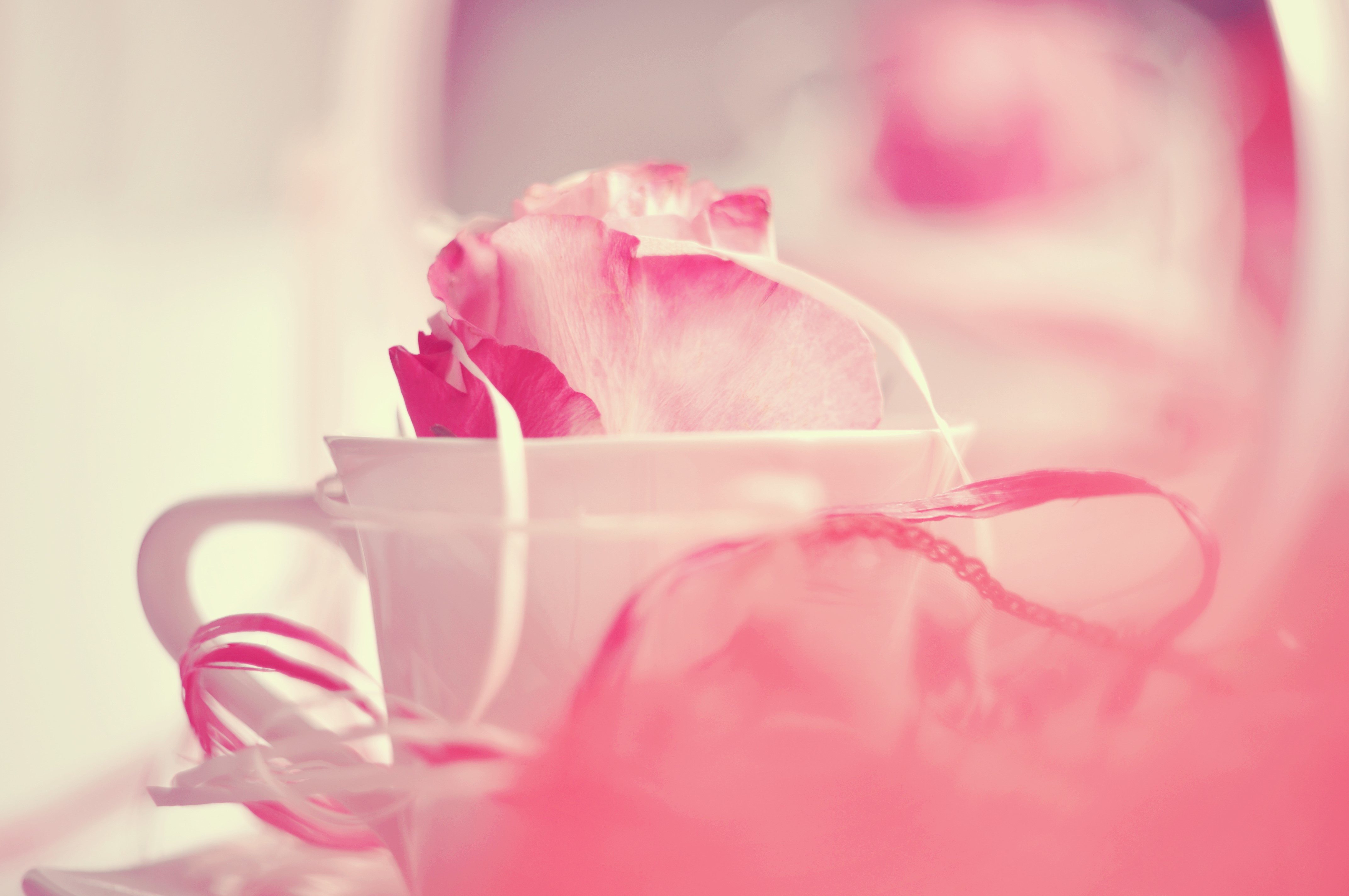 Pink Rose Petals in a Cup with Ribbon HD Wallpaper