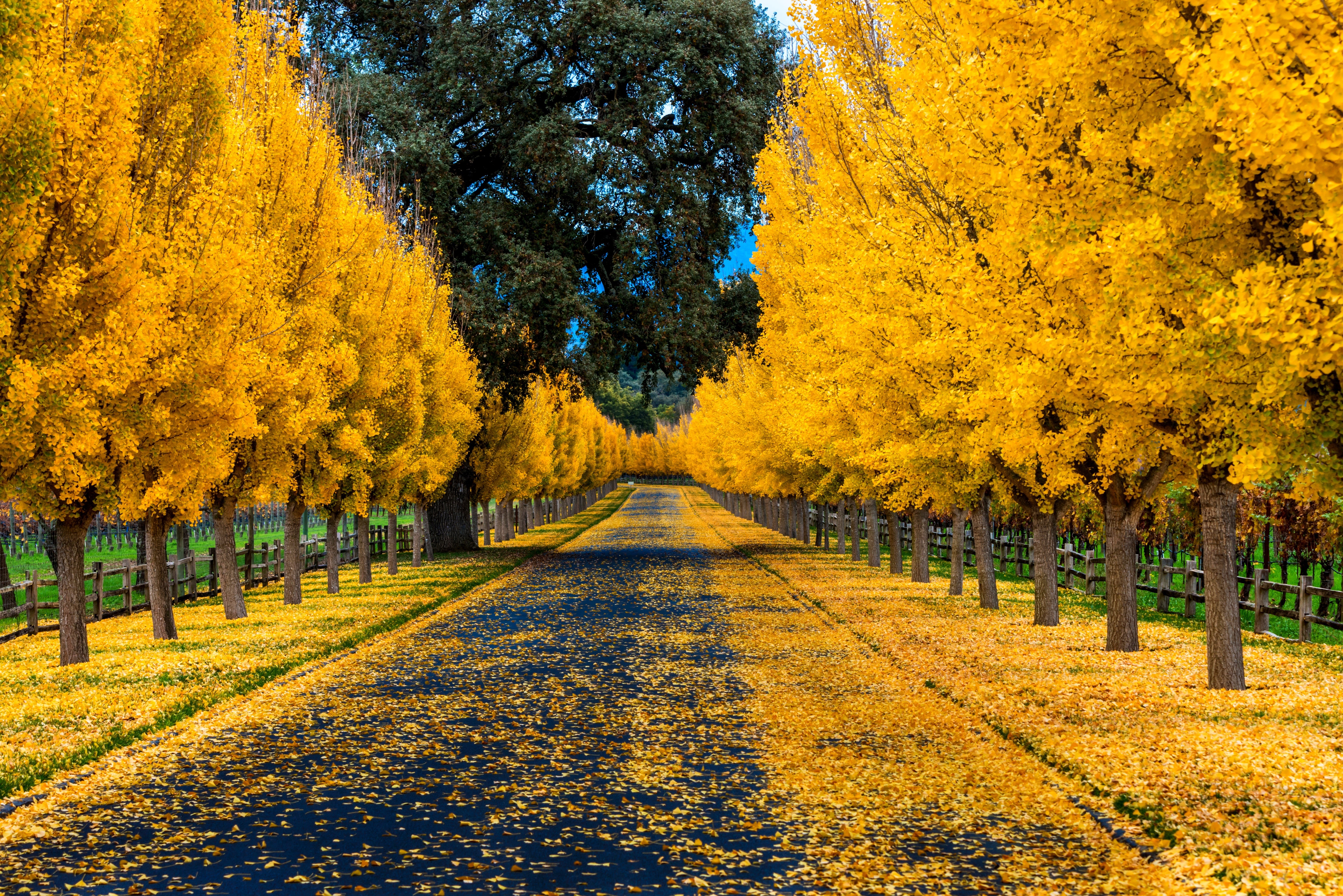 Autumn Avenue of Ginkgo Trees in Bloom HD Wallpaper