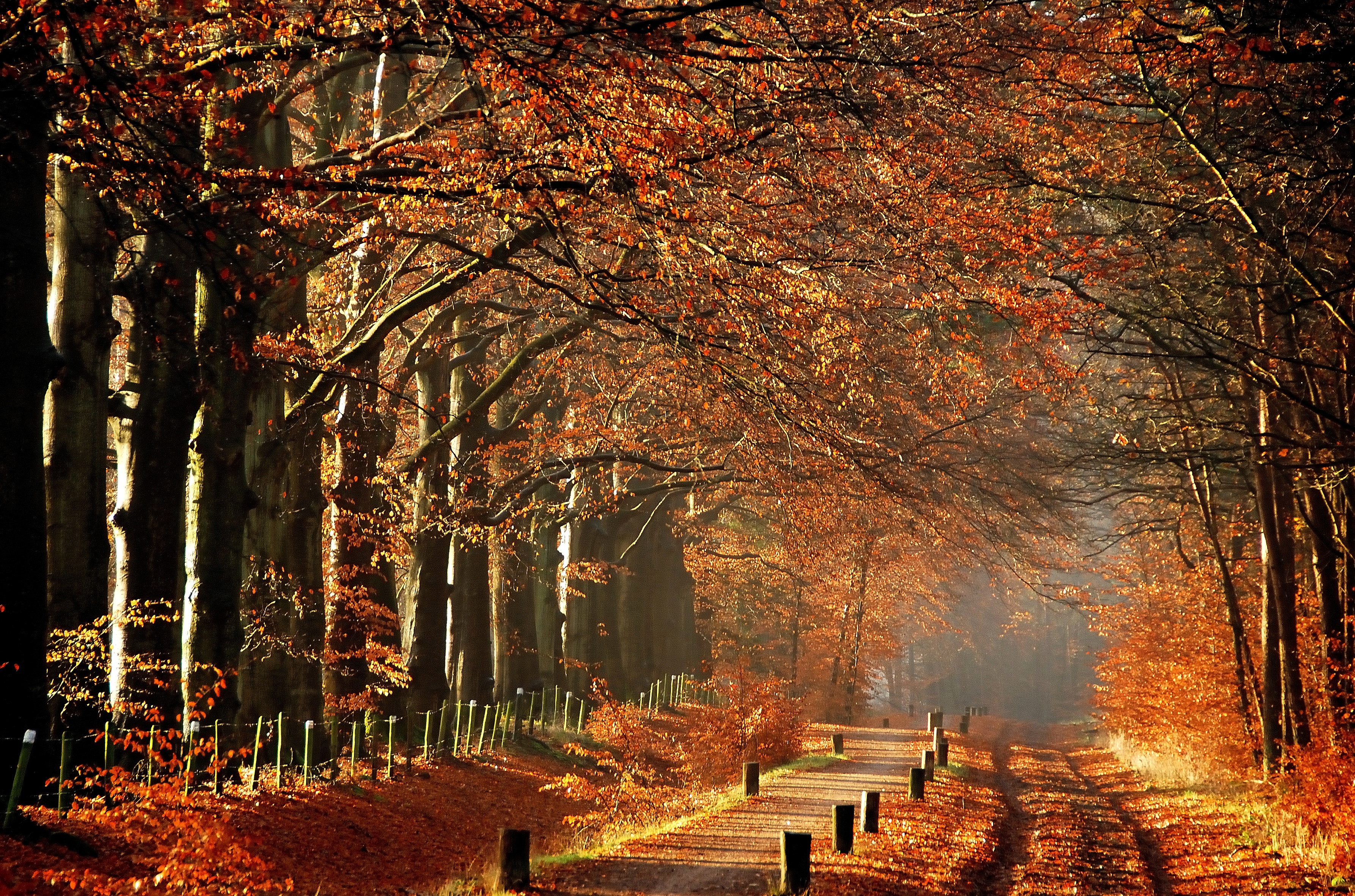 Autumn tree avenue with fallen leaves and fog HD Wallpaper