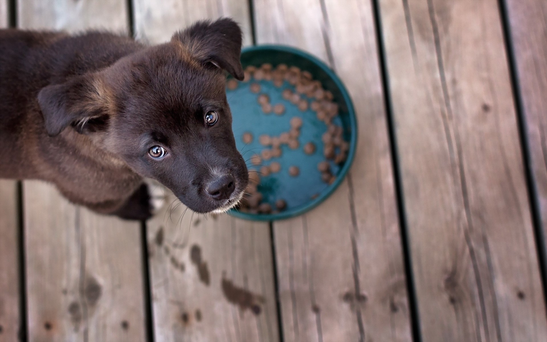 Puppy looking at food bowl on wooden deck HD Wallpaper