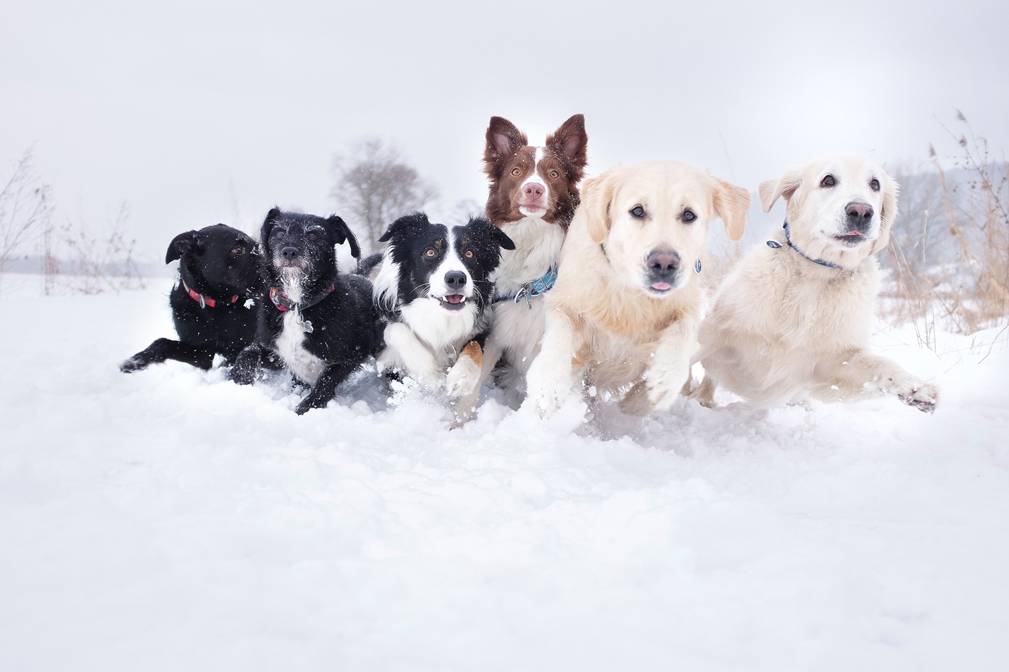 Group of dogs running in the snow HD Wallpaper