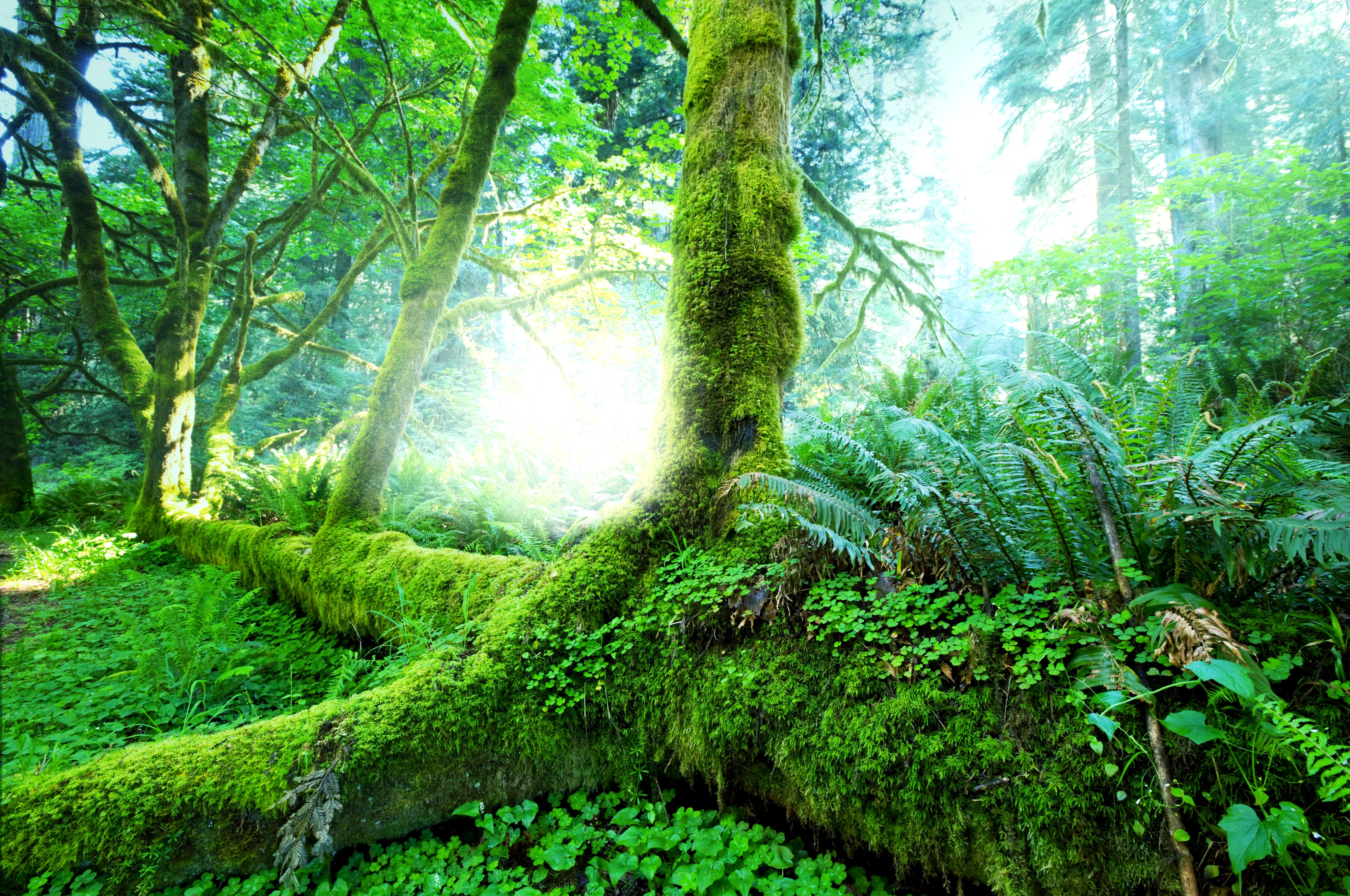 Mossy fallen tree in a sunlit forest HD Wallpaper