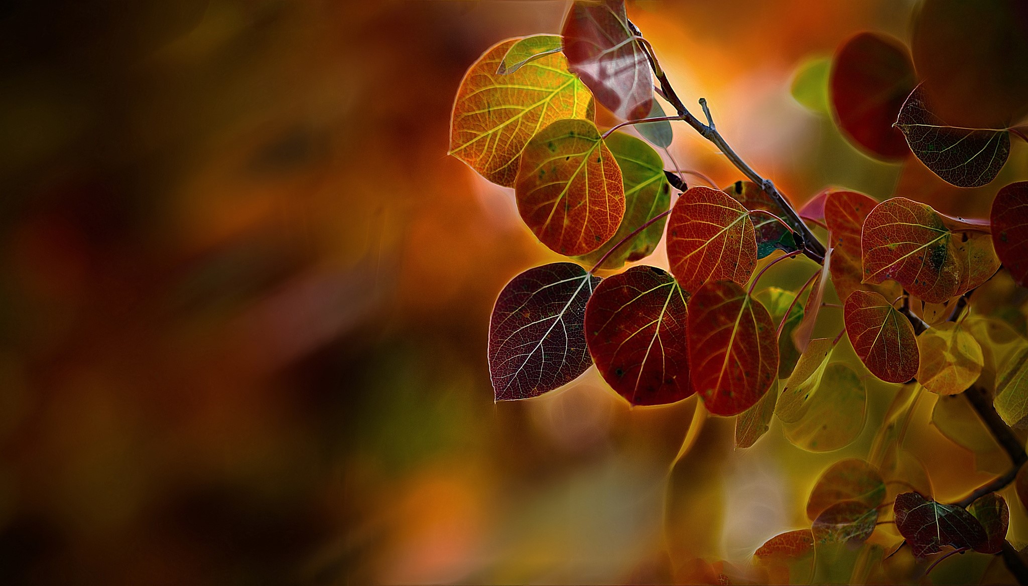 Autumn leaves on a branch HD Wallpaper