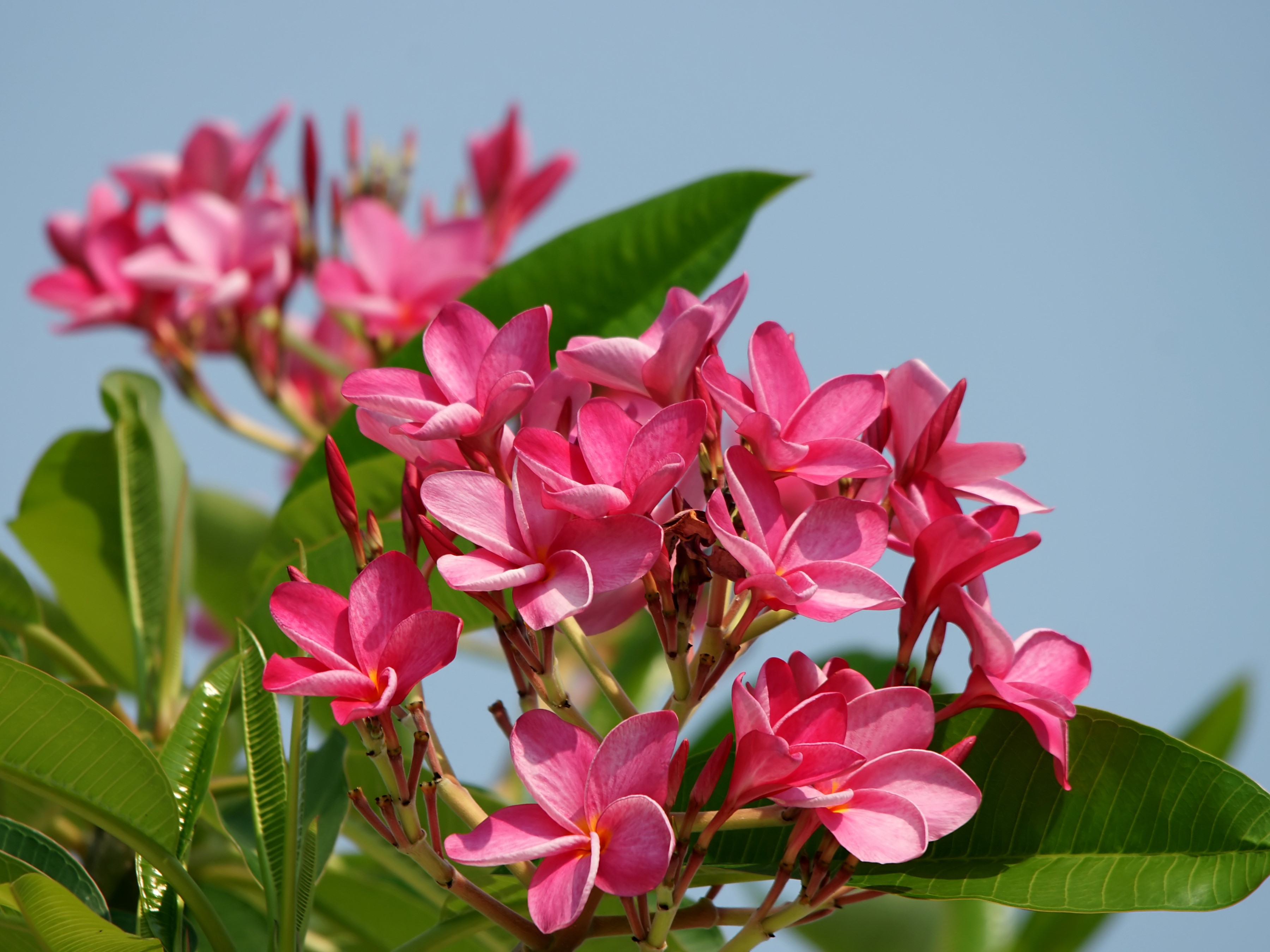 Pink Plumeria flowers with green leaves HD Wallpaper