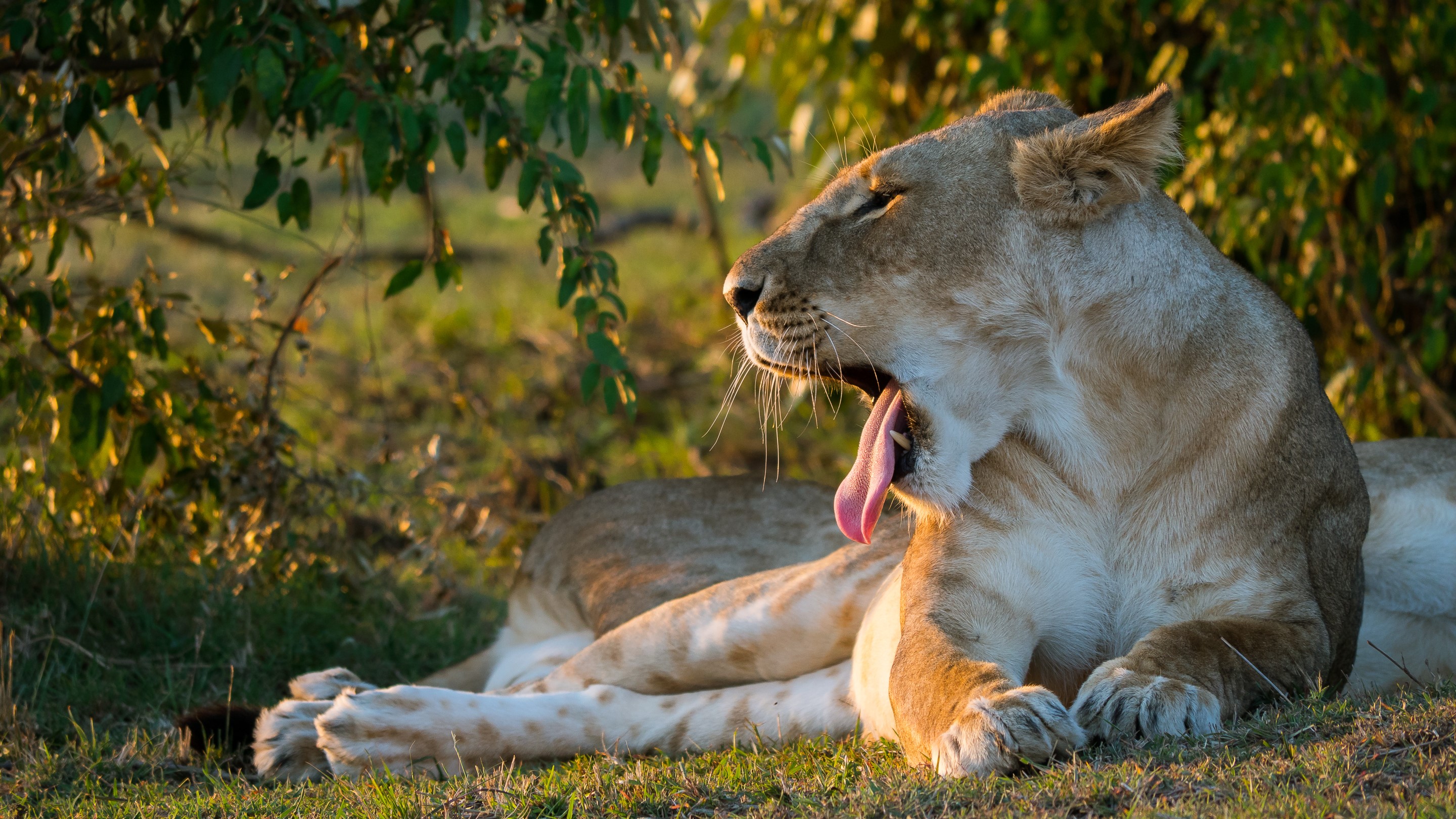 Lioness yawning in the sun HD Wallpaper