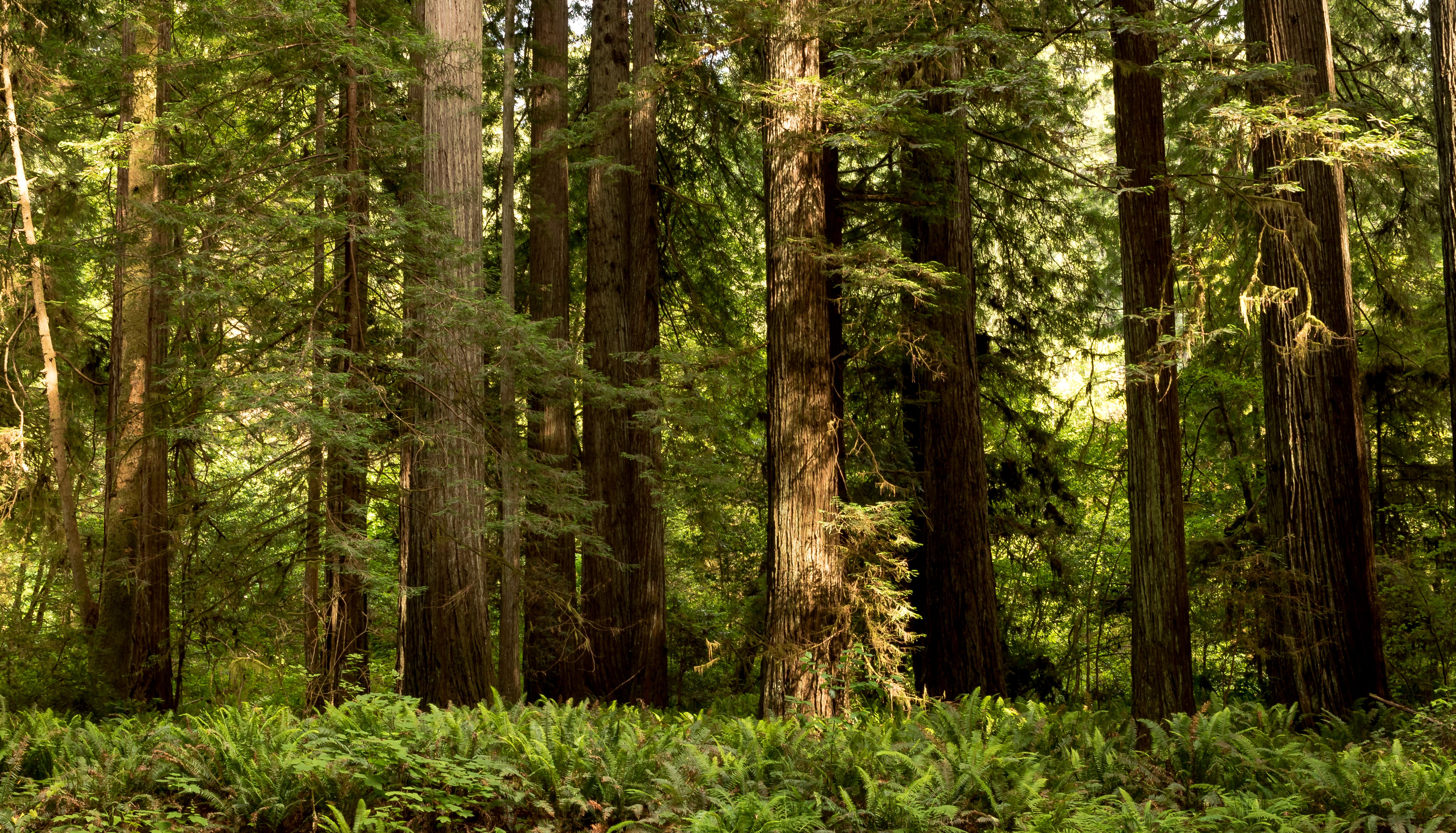 Redwood National Park Forest with Ferns HD Wallpaper