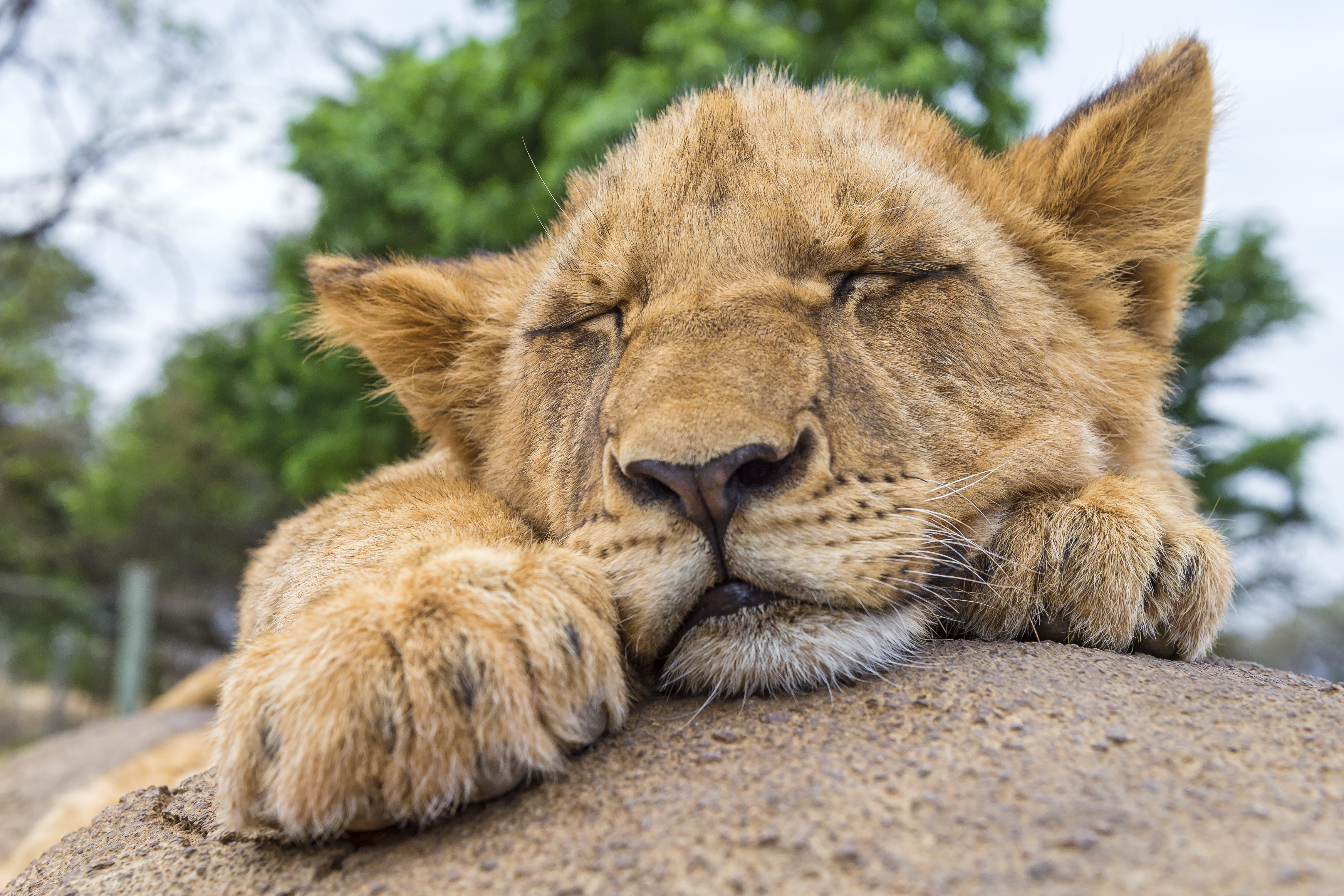 Lion cub sleeping on a rock HD Wallpaper