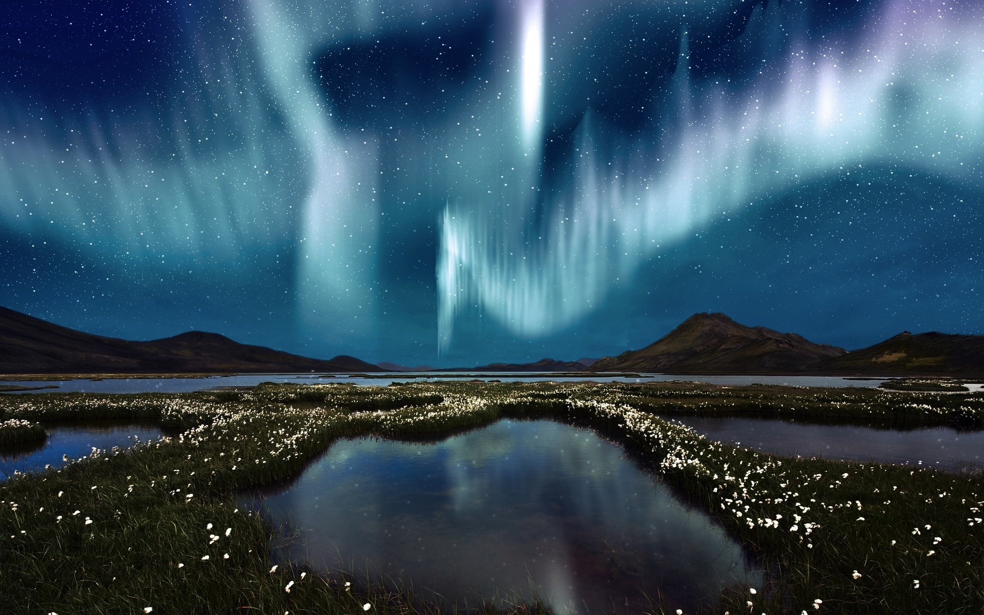 Aurora Borealis over a marshy landscape with flowers HD Wallpaper