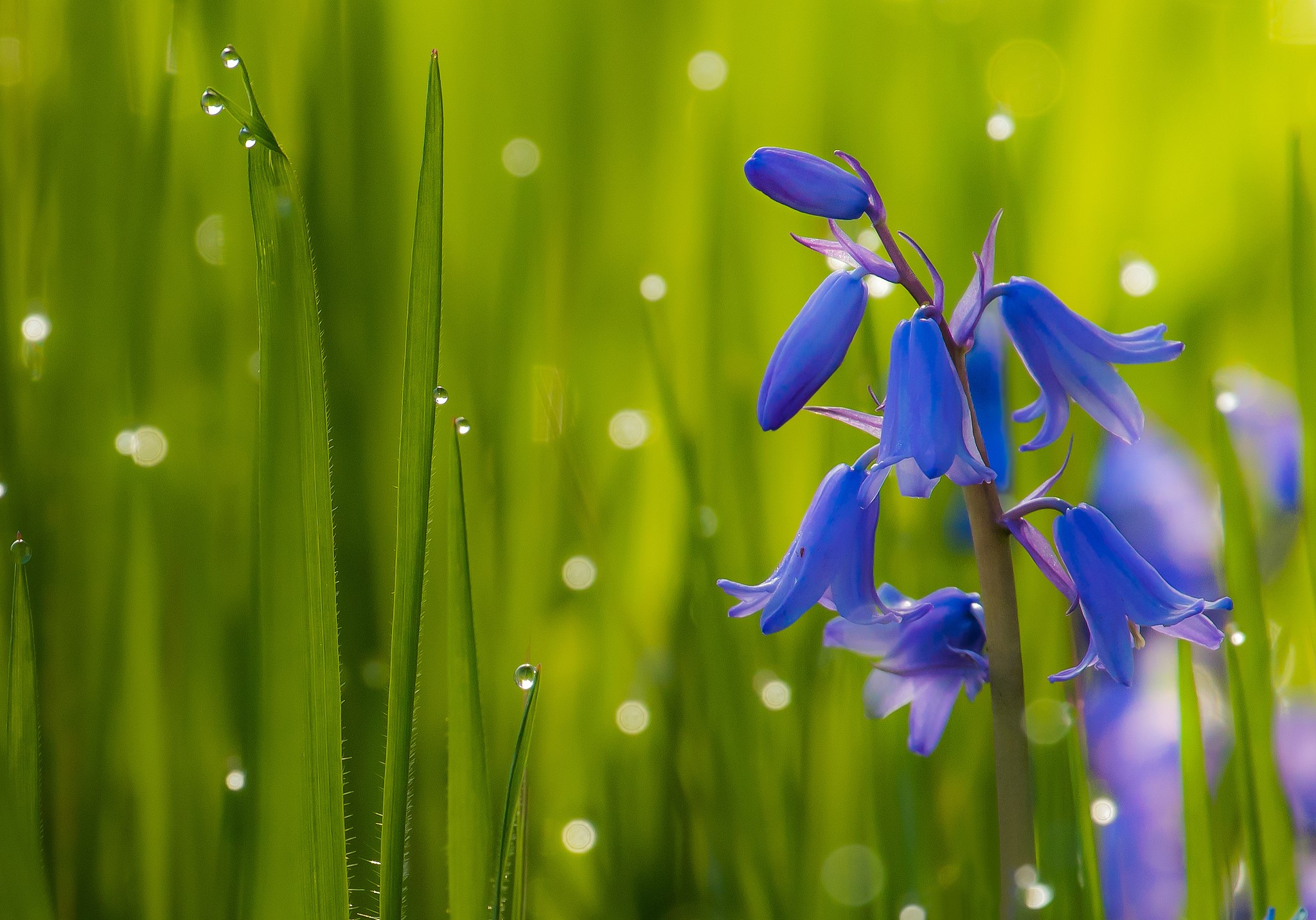 Bluebells and dewdrops on grass HD Wallpaper