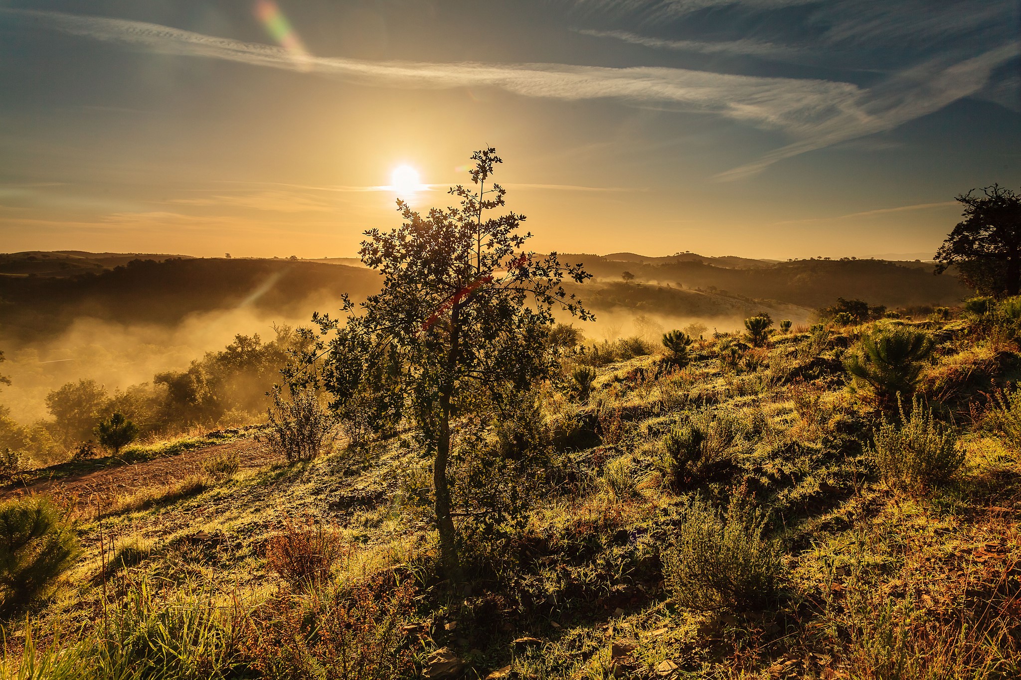 Sunrise over misty hills with a lone tree HD Wallpaper