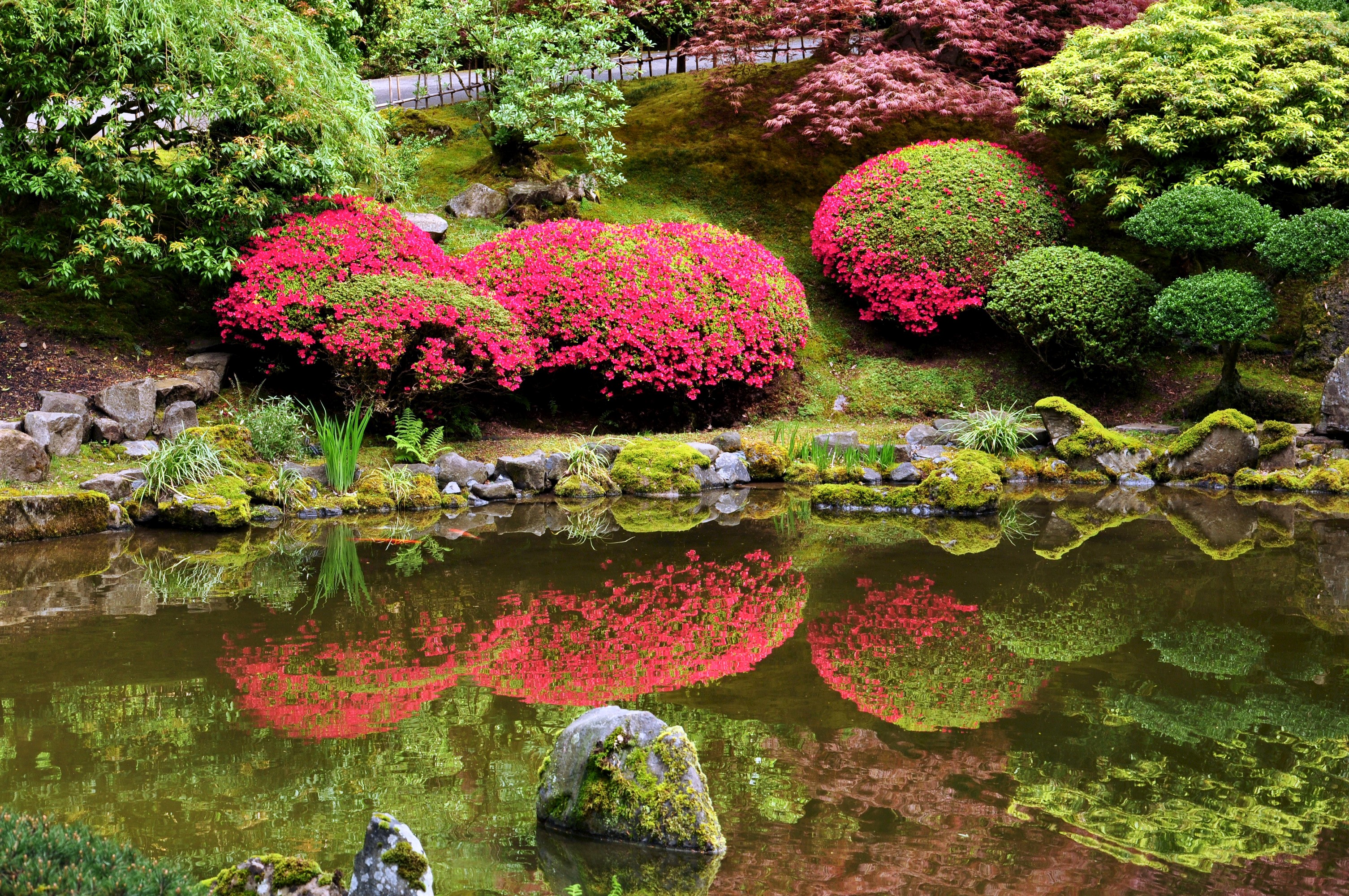 Portland Japanese Garden with Pond and Flowering Shrubs HD Wallpaper