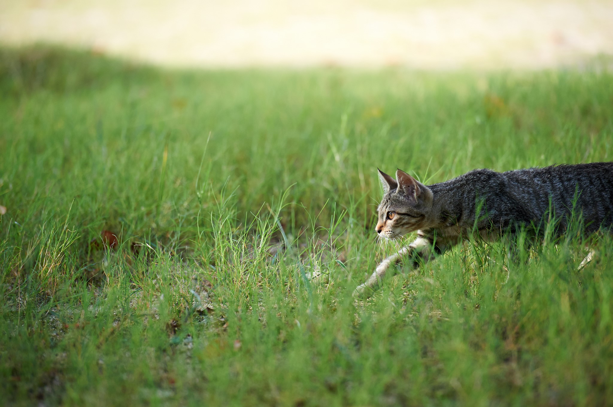 A tabby cat walks through green grass HD Wallpaper