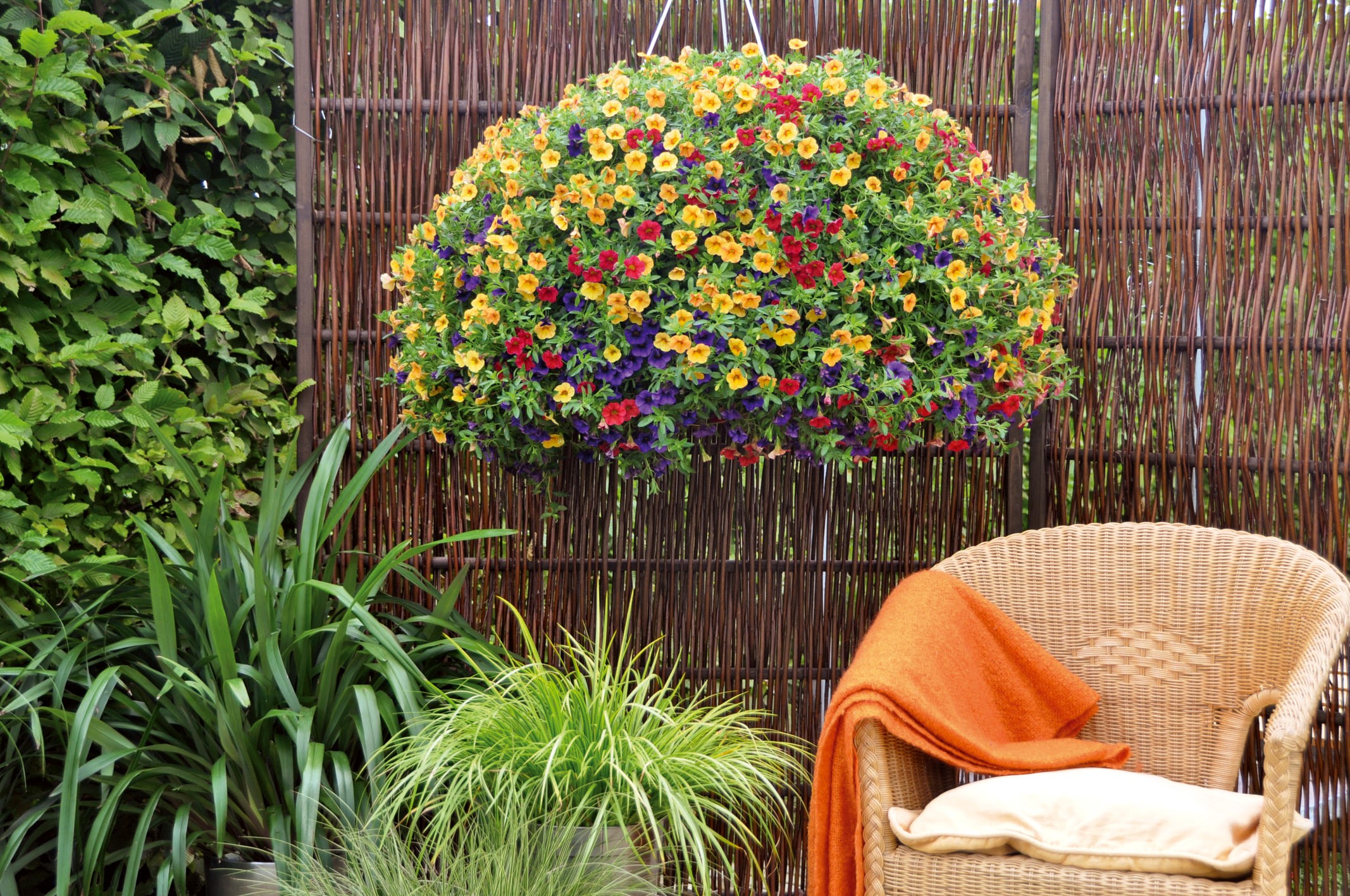 Hanging basket of Calibrachoa flowers with armchair HD Wallpaper