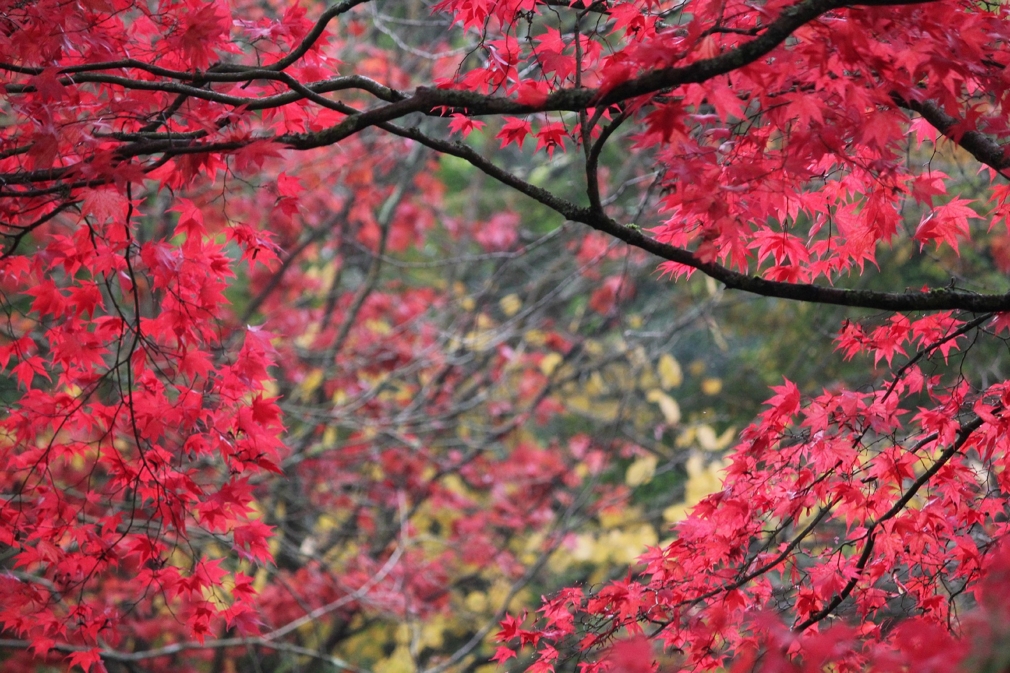 Red Autumn Maple Leaves on Branches HD Wallpaper