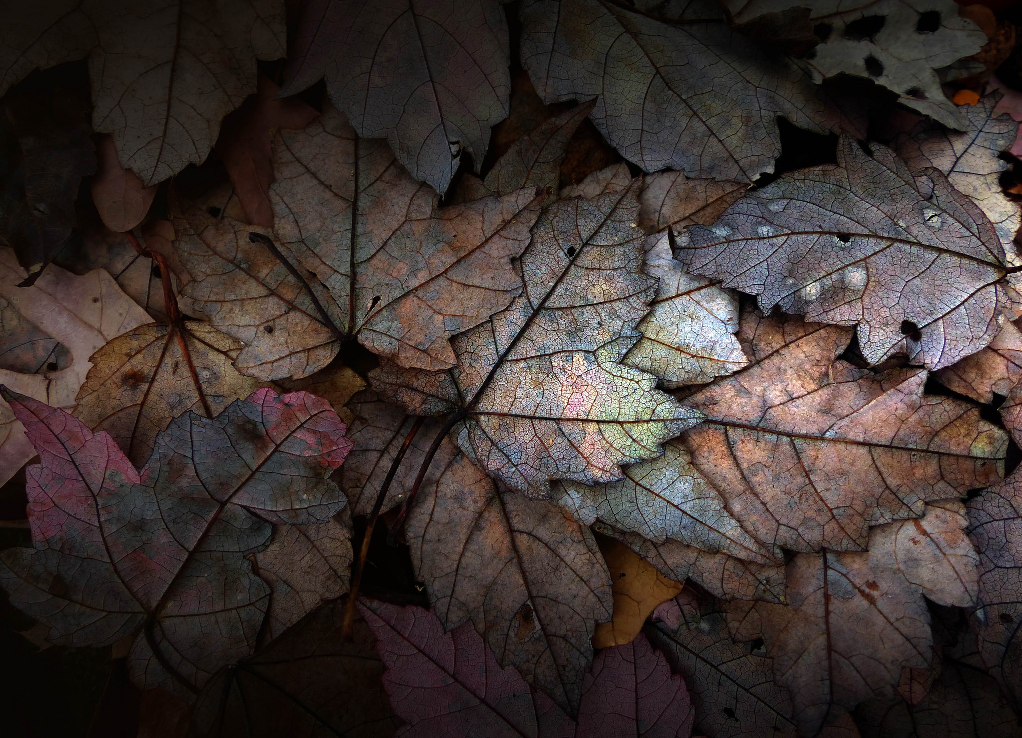 Close-up of fallen autumn leaves HD Wallpaper