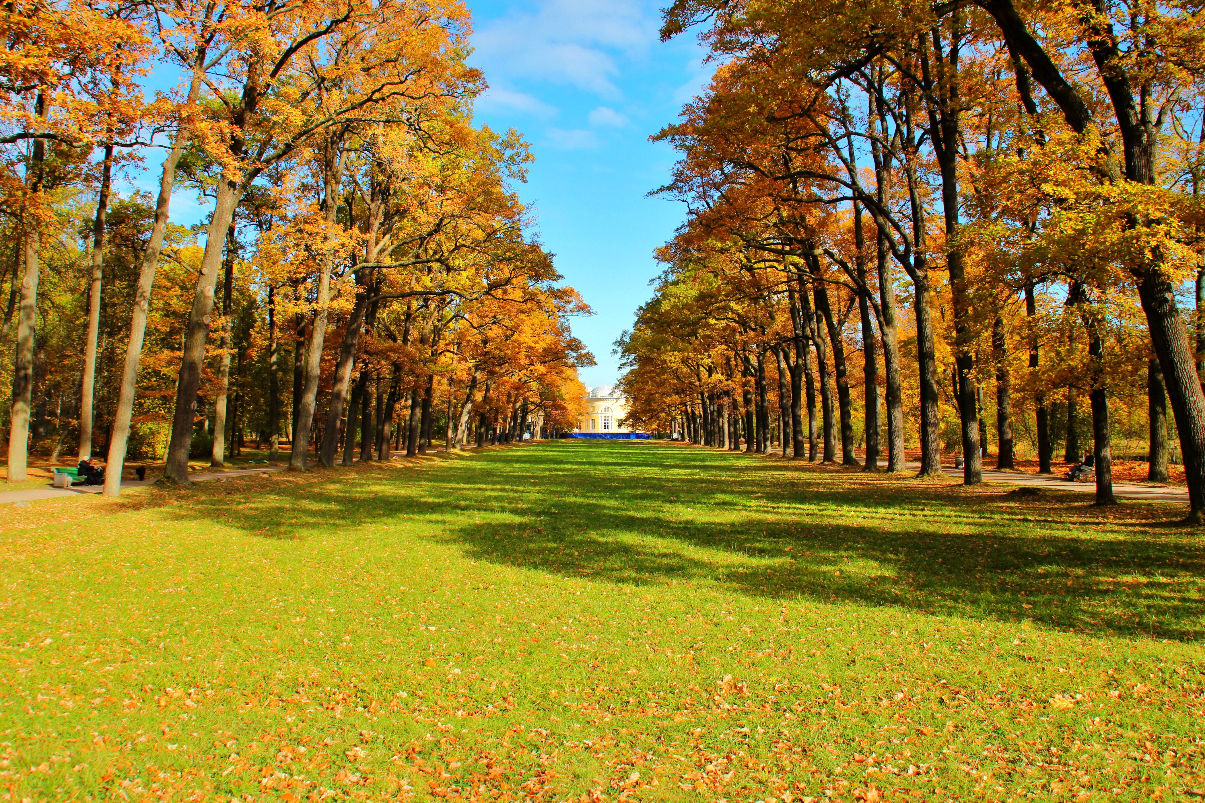Alexander Park in St. Petersburg, Russia during Autumn HD Wallpaper