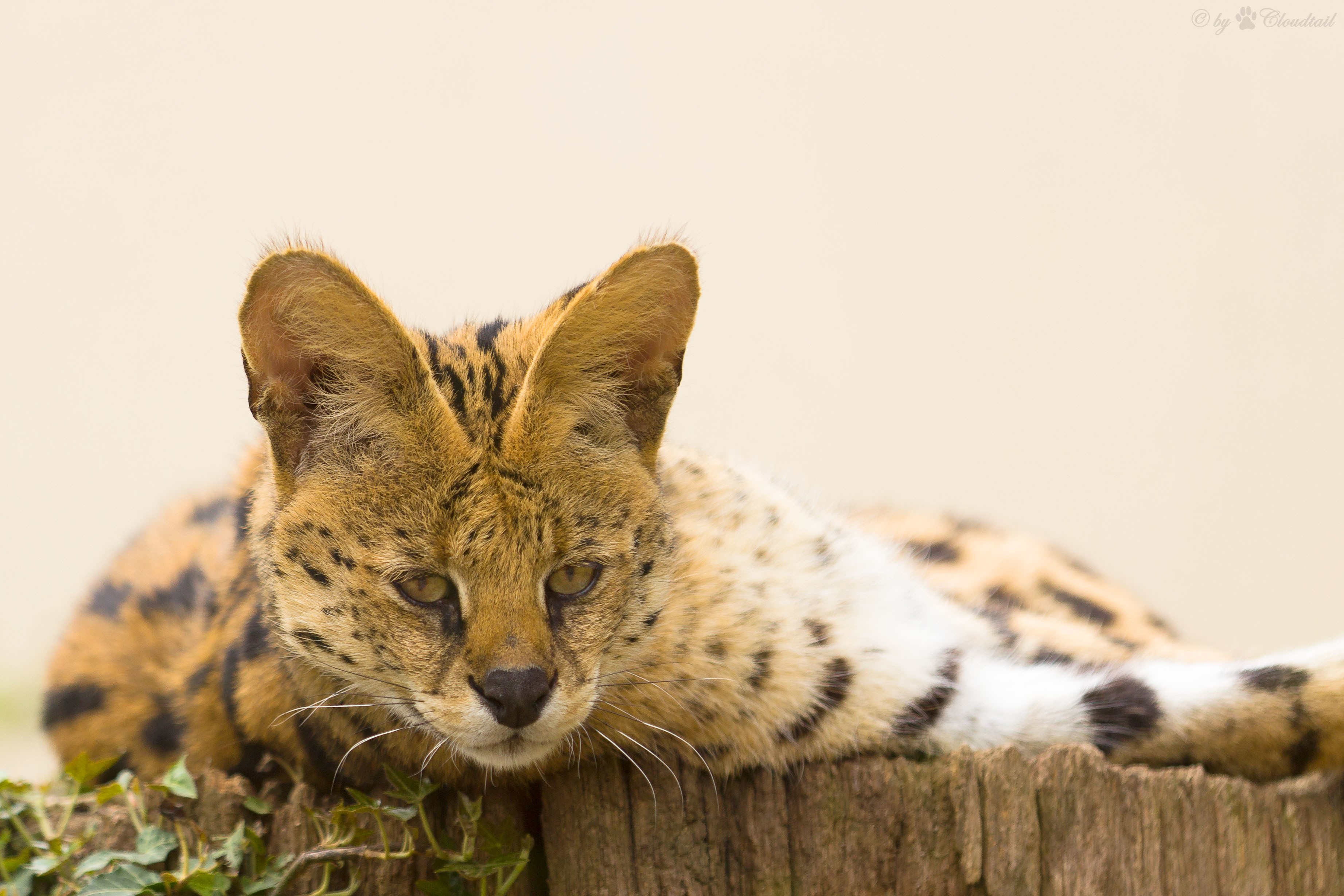Serval cat resting on a wooden post HD Wallpaper