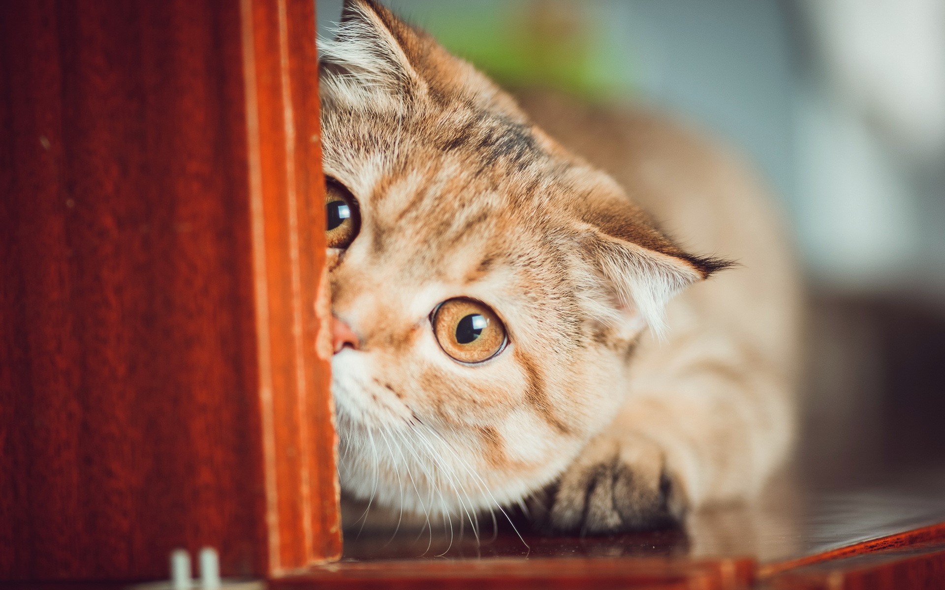 A cat peeking from behind a wooden surface HD Wallpaper