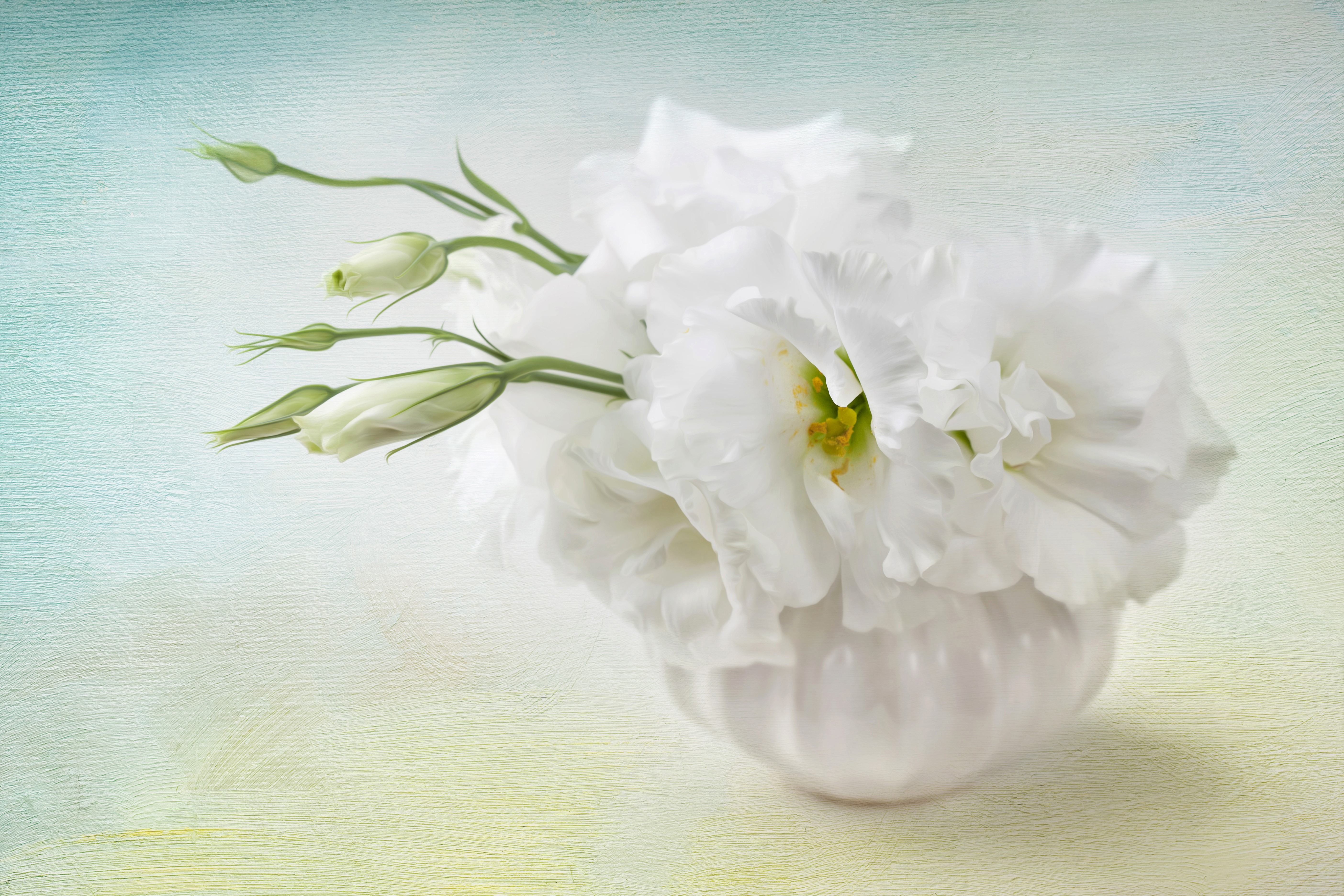 White Eustoma Flowers in a Vase HD Wallpaper