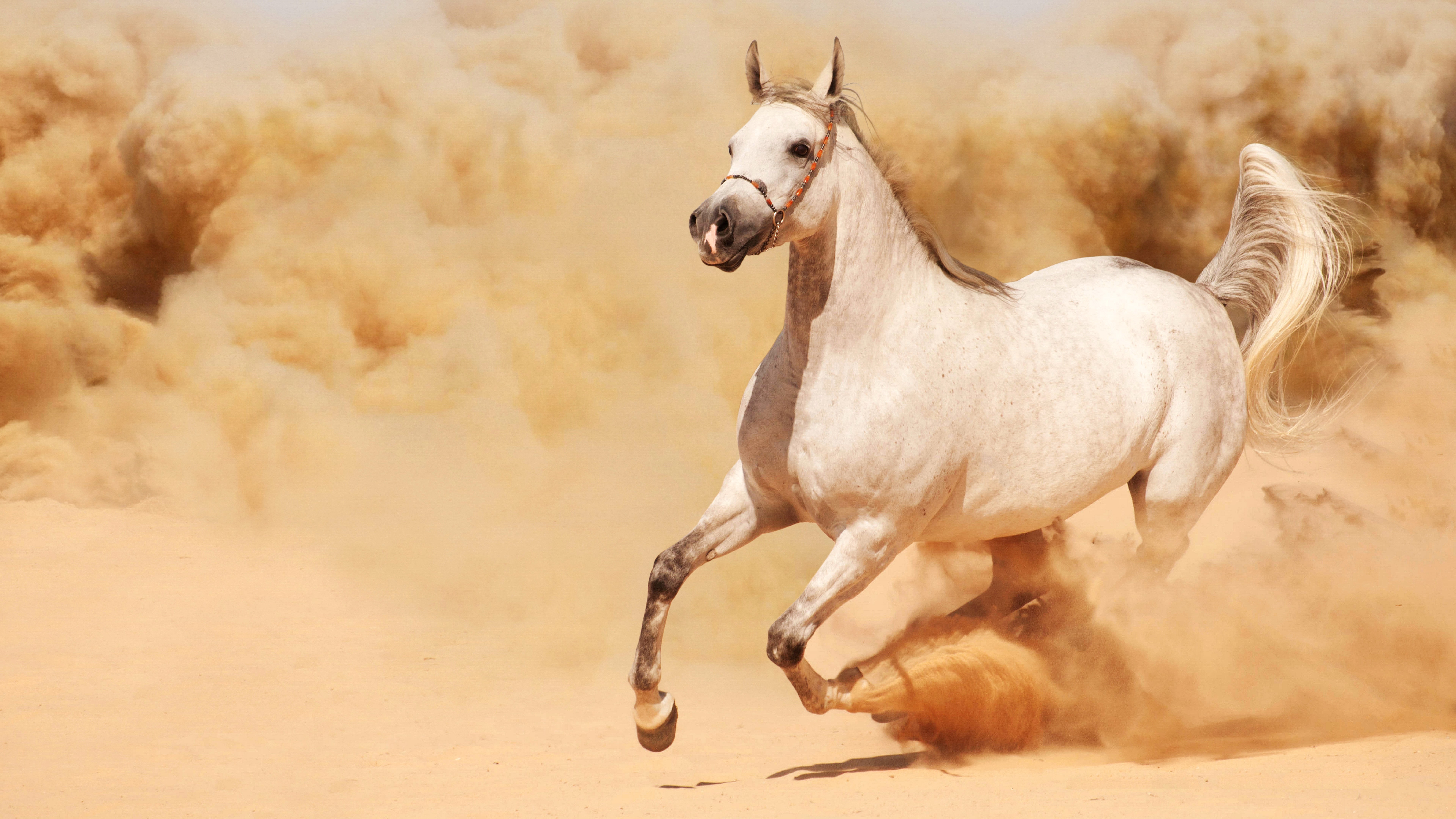 White horse running through sandstorm HD Wallpaper