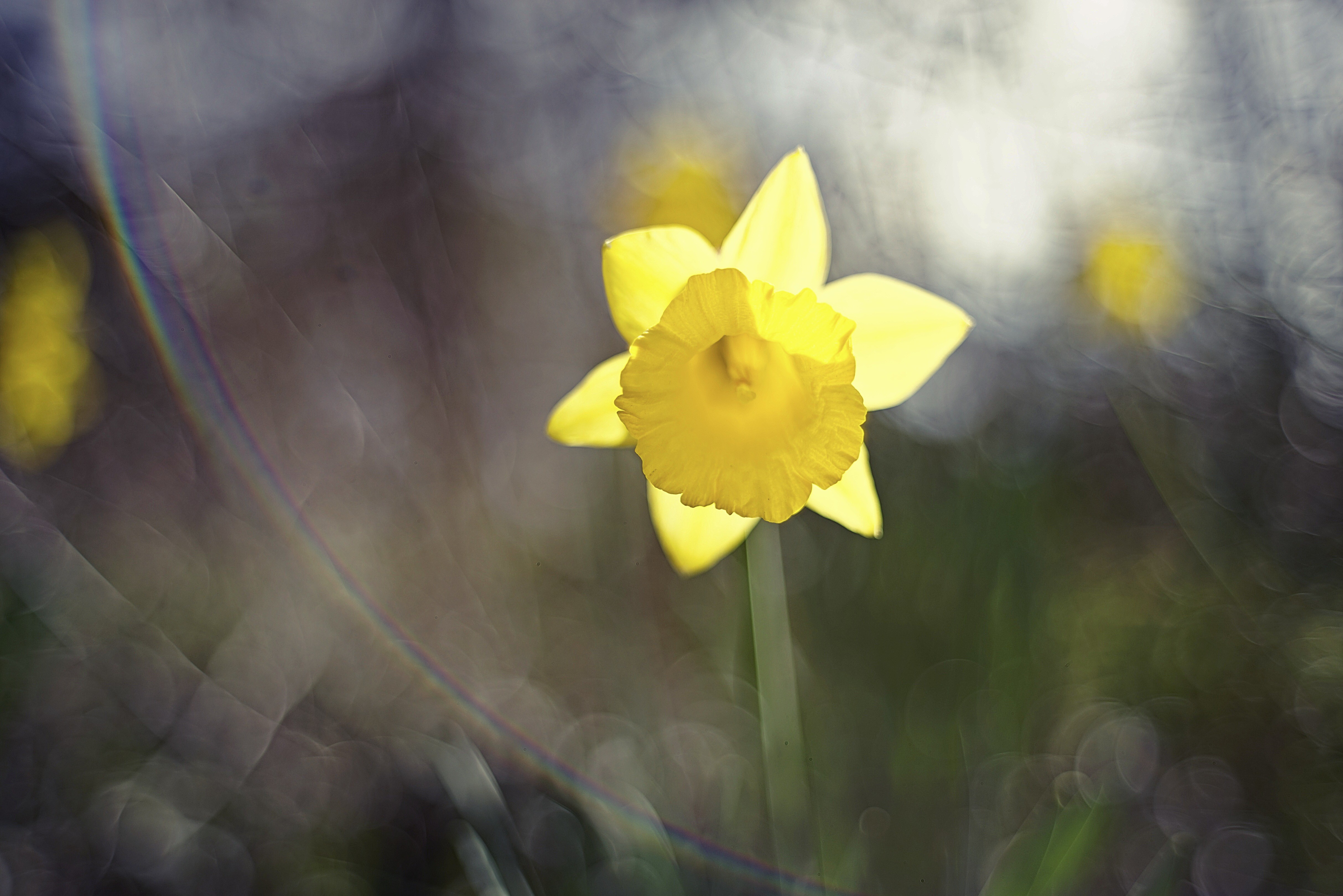 Yellow Daffodil Flower Closeup HD Wallpaper