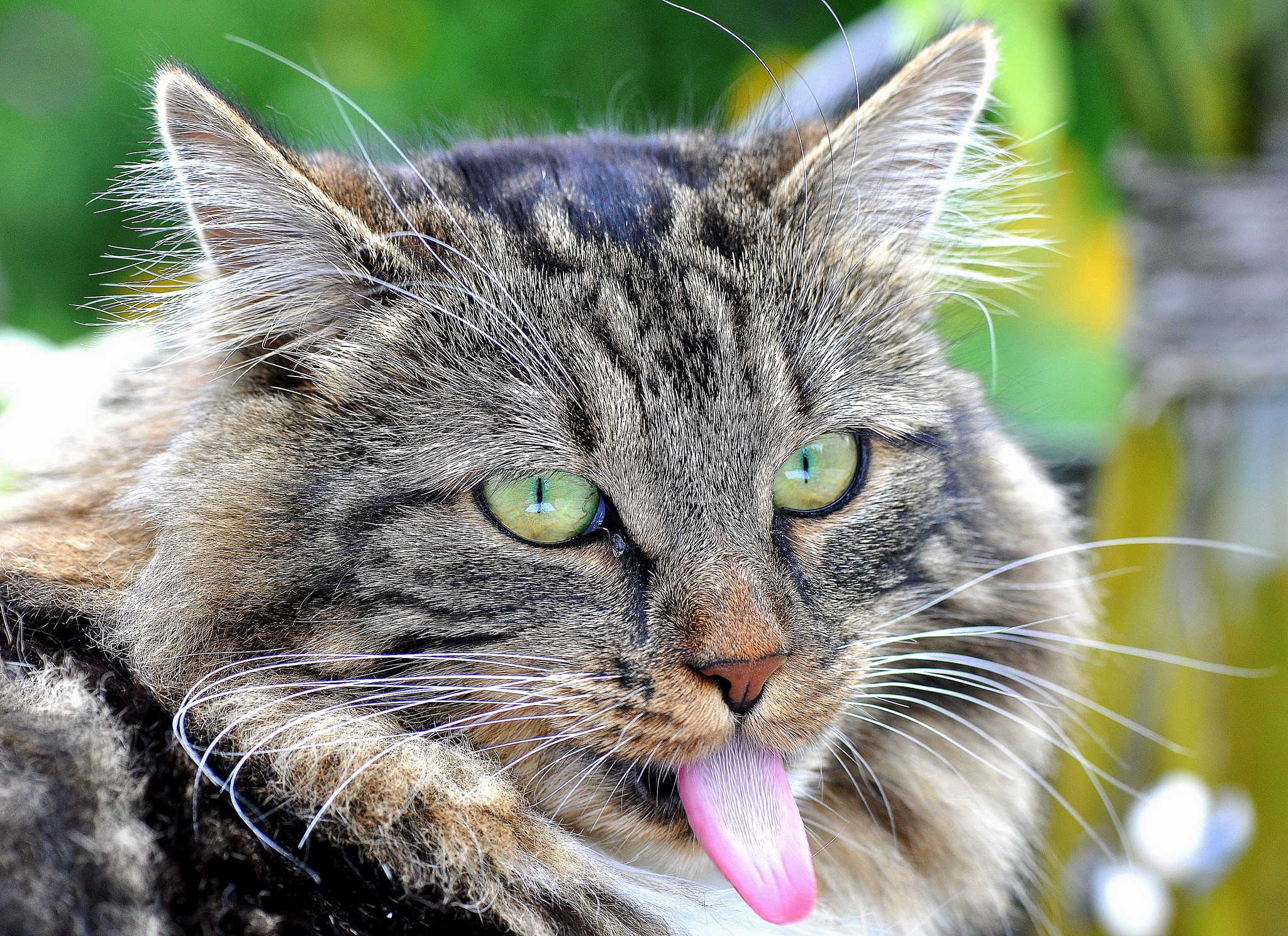 Close-up of a tabby cat sticking its tongue out HD Wallpaper