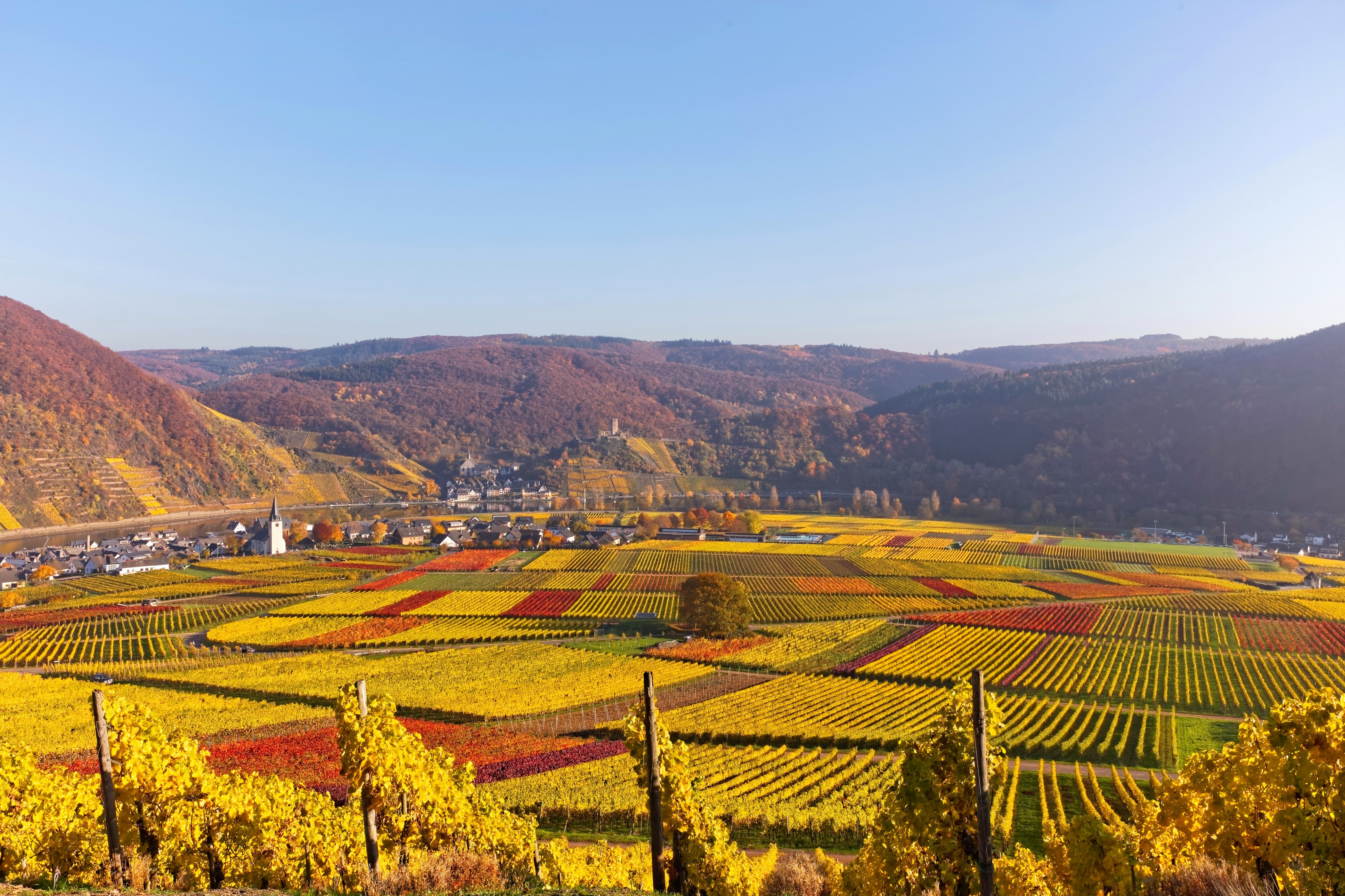4K Autumn Vineyard Landscape in Ellenz-Poltersdorf, Germany HD Wallpaper