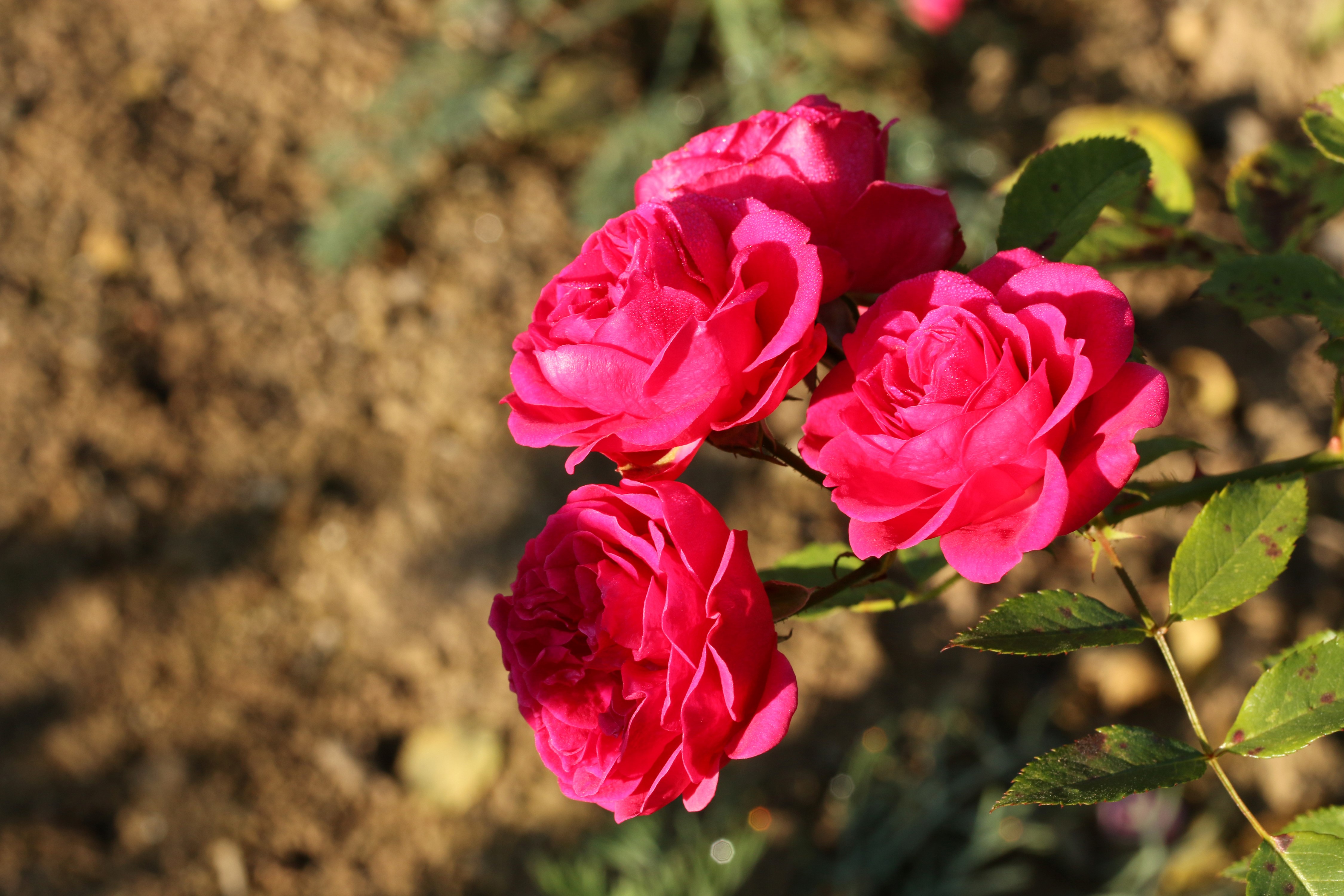 Four Pink Roses in Sunlight HD Wallpaper