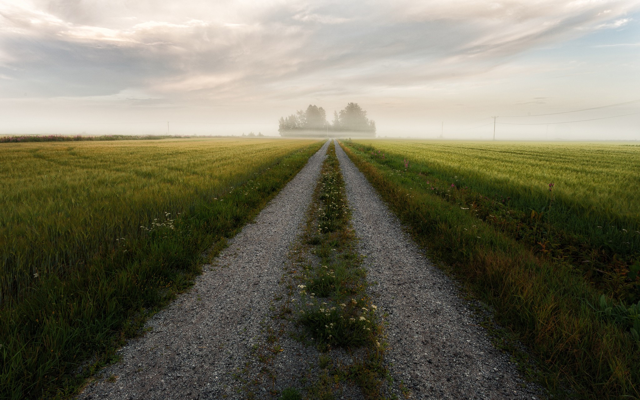 Gravel road through foggy fields HD Wallpaper