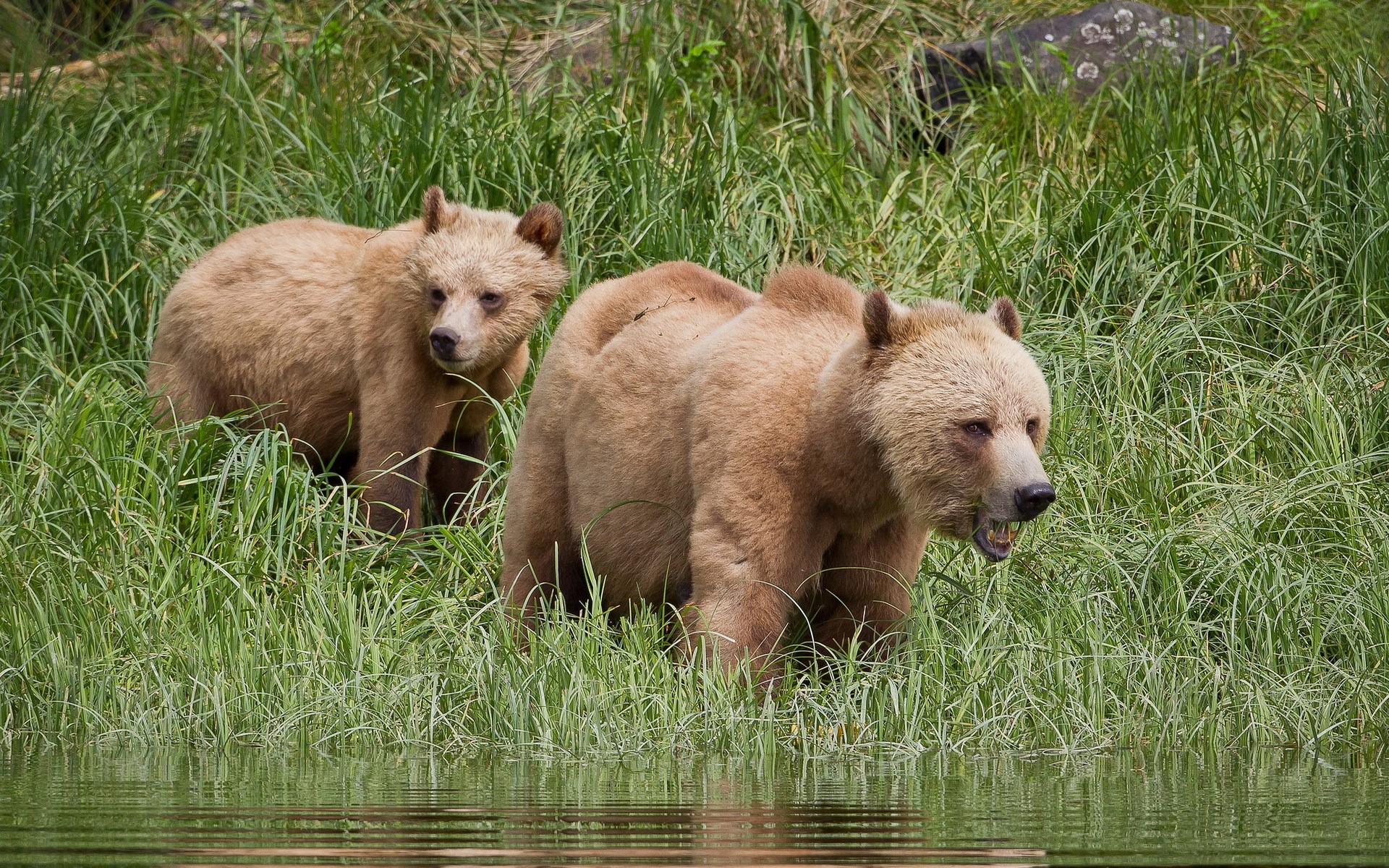 Two brown bears in tall grass by water HD Wallpaper