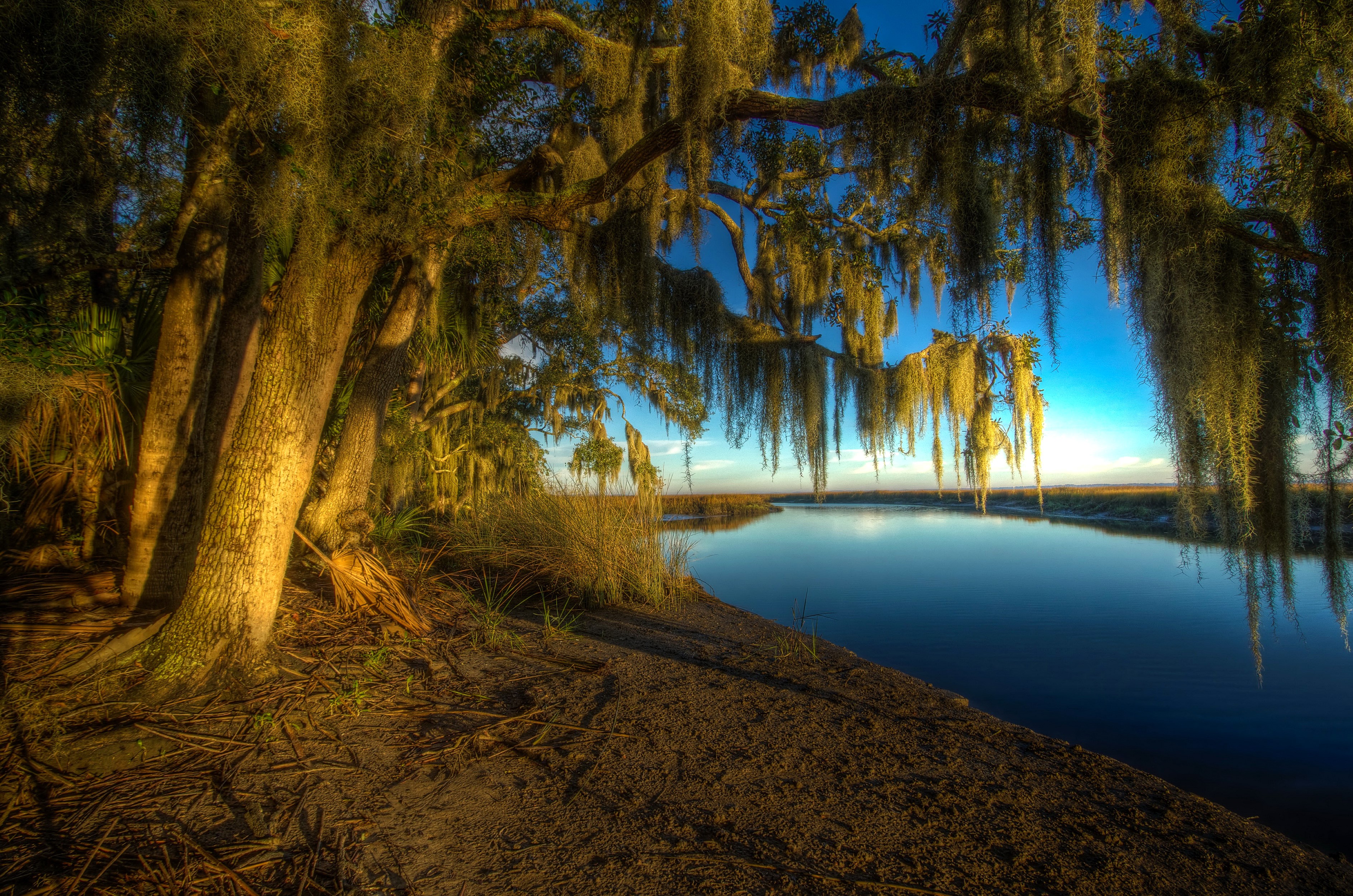 Trees with Spanish Moss over a River in Bryan, Georgia HD Wallpaper