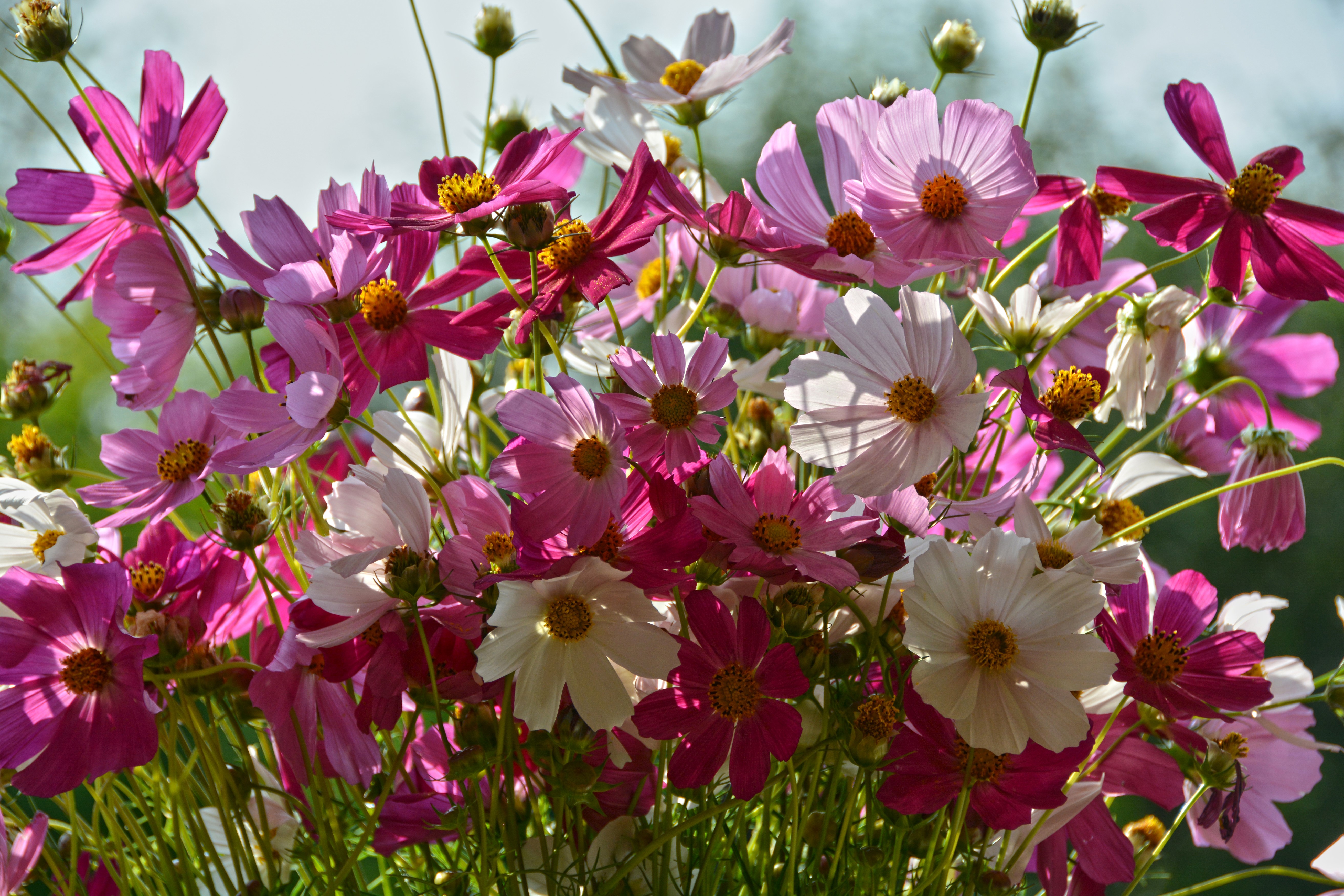 5K Cosmos plant Many HD Wallpaper