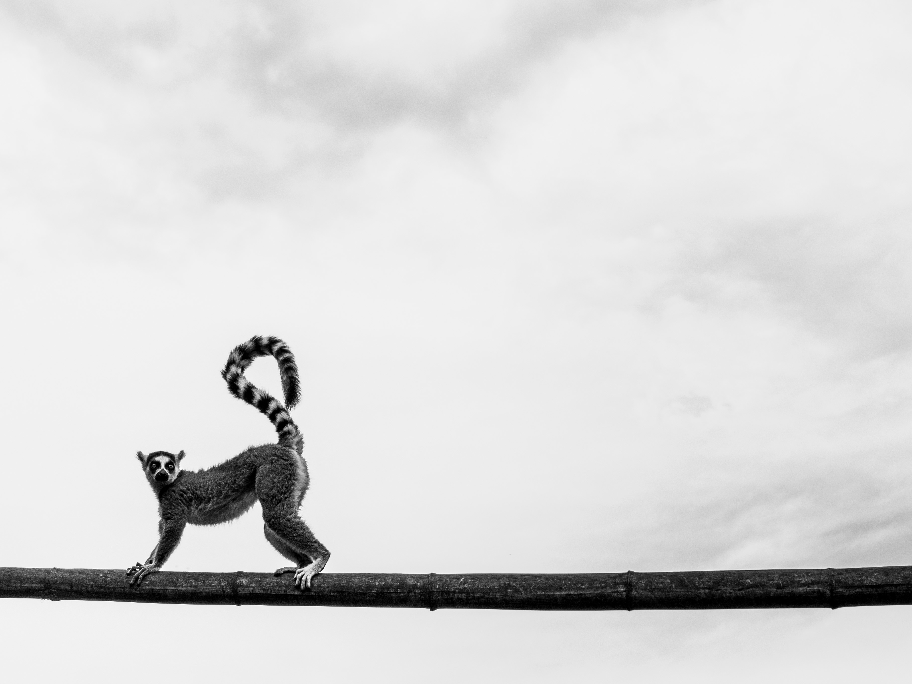 Ring-tailed lemur on a branch HD Wallpaper