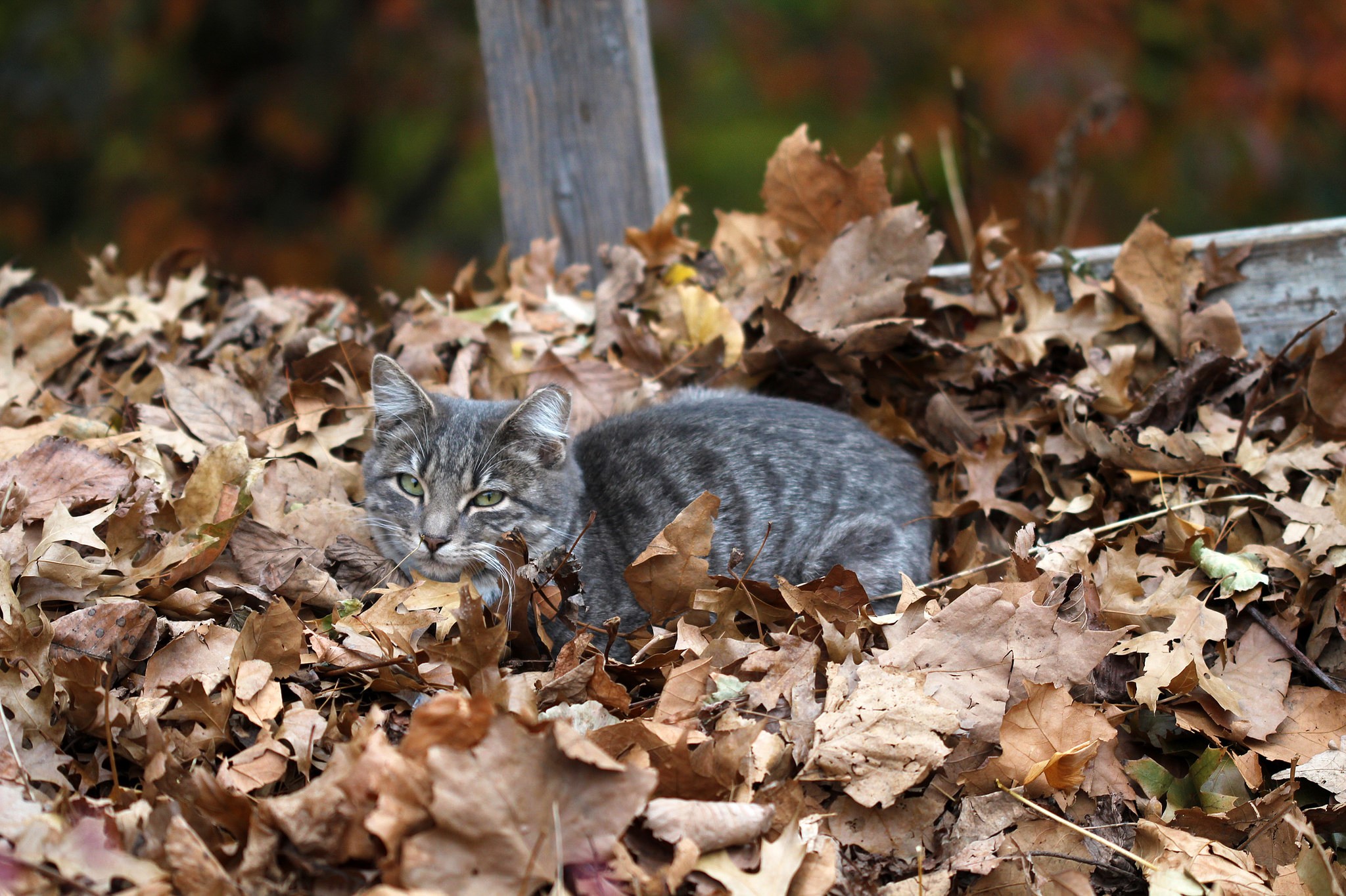 A tabby cat rests in a pile of autumn leaves HD Wallpaper